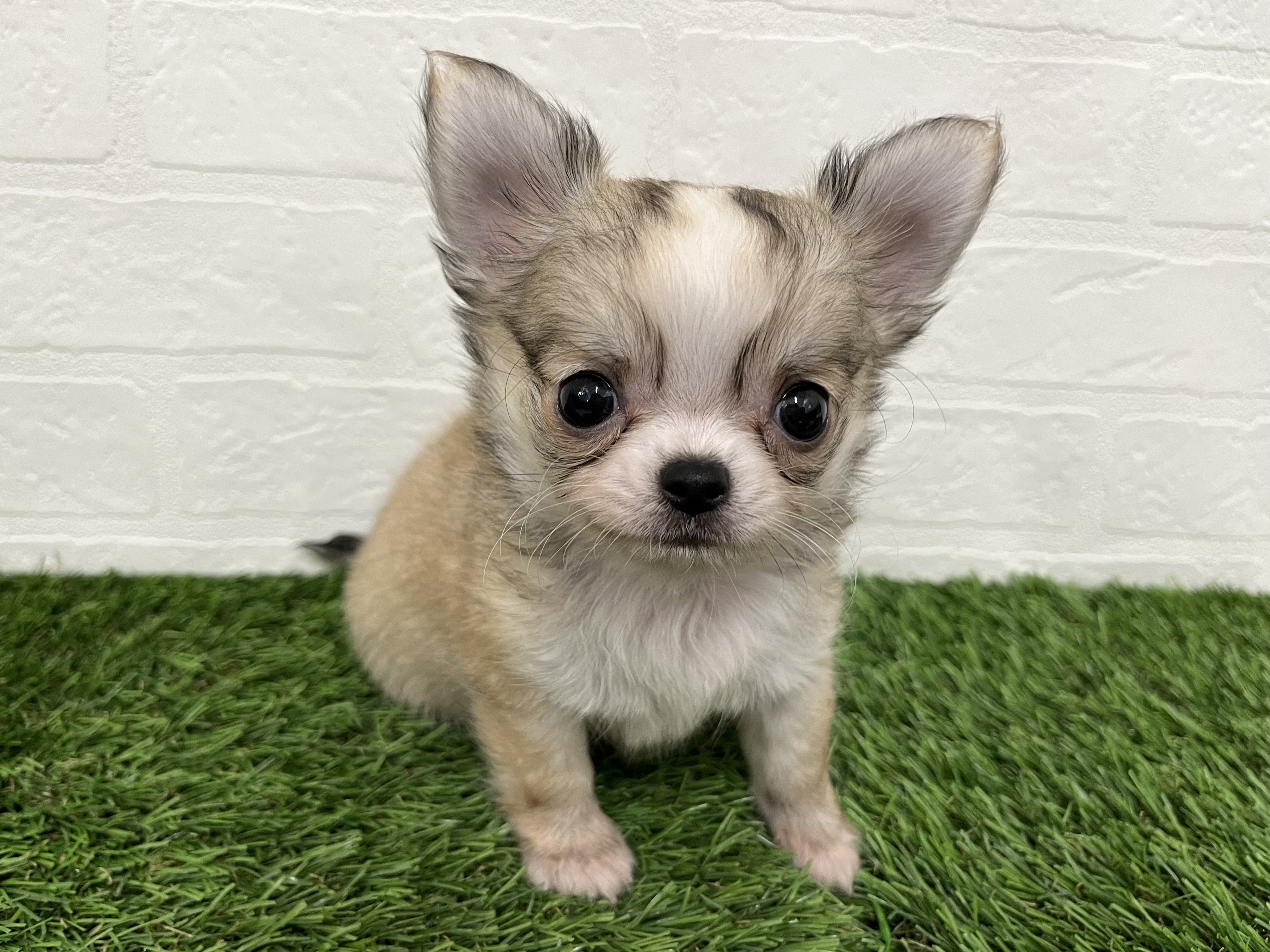 神奈川県のチワワ(ロング) (ワンニャンハウス新山下店/2025年10月27日生まれ/男の子/フォーンホワイト)の子犬の1枚目の画像