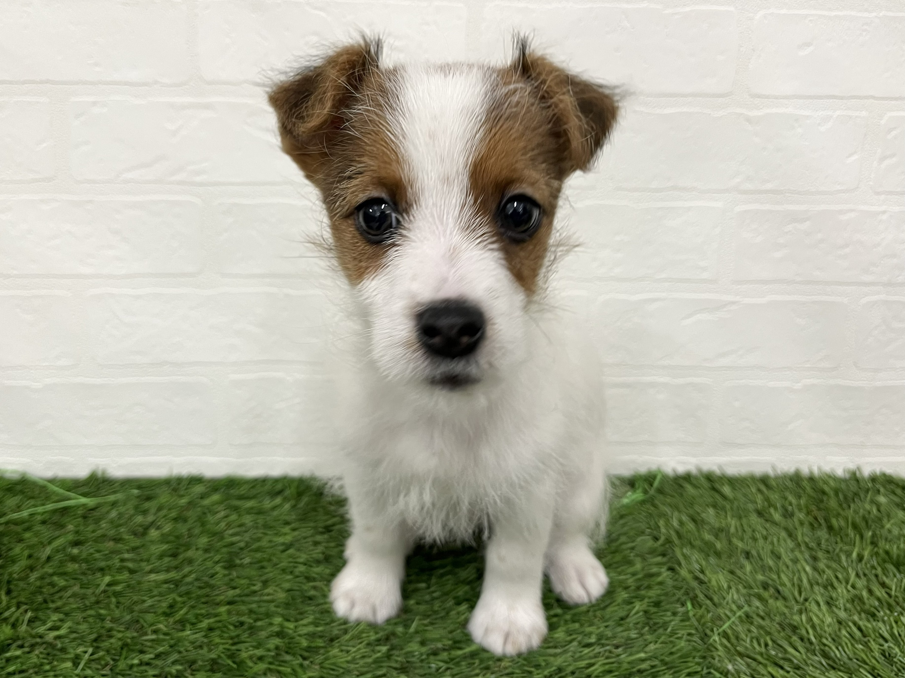 神奈川県のジャックラッセルテリア (ワンニャンハウス新山下店/2025年12月22日生まれ/男の子/ホワイトタン)の子犬の1枚目の画像