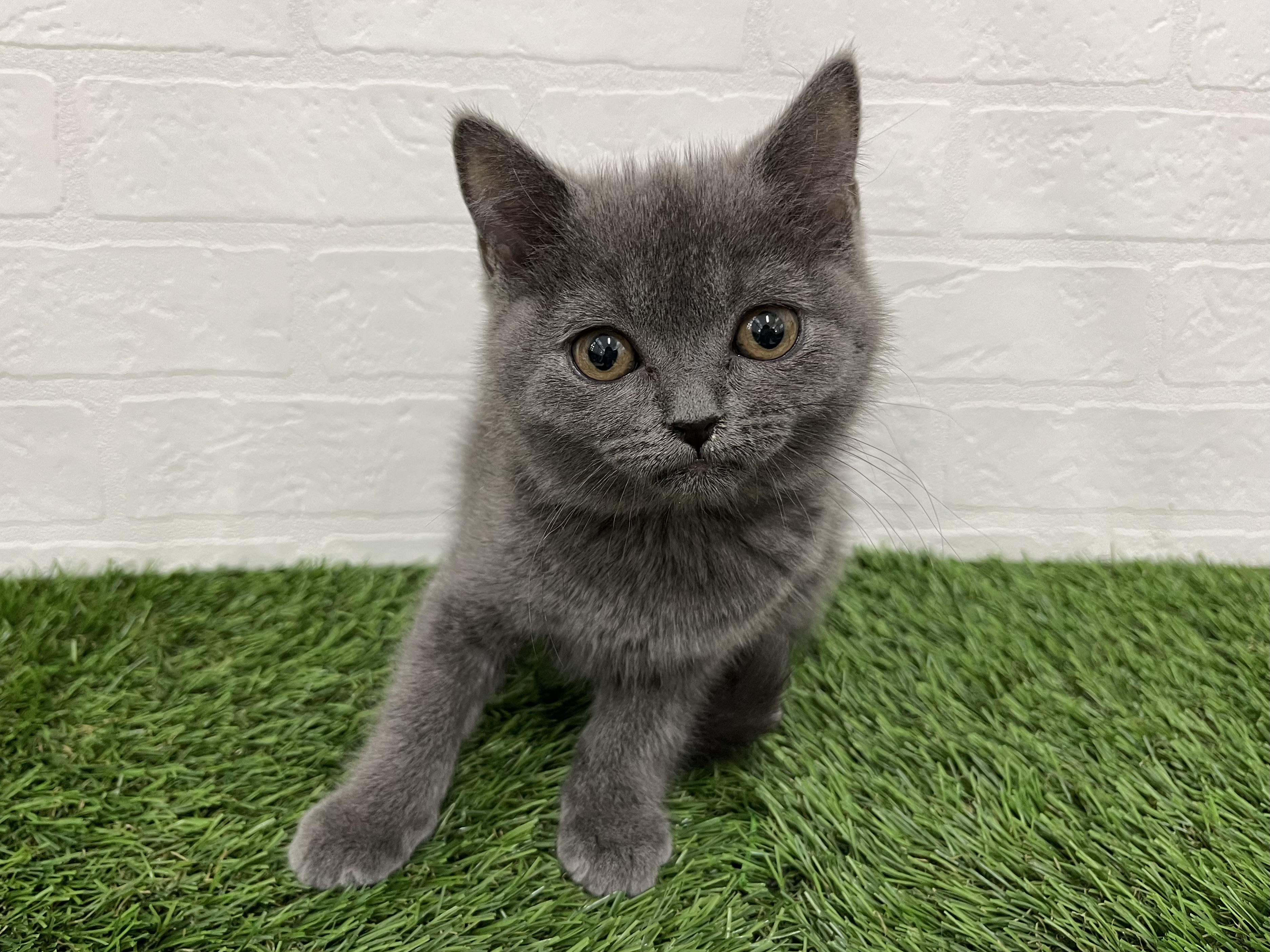 神奈川県のブリティッシュショートヘアー (ワンニャンハウス新山下店/2025年9月9日生まれ/女の子/ブルー)の子猫の1枚目の画像