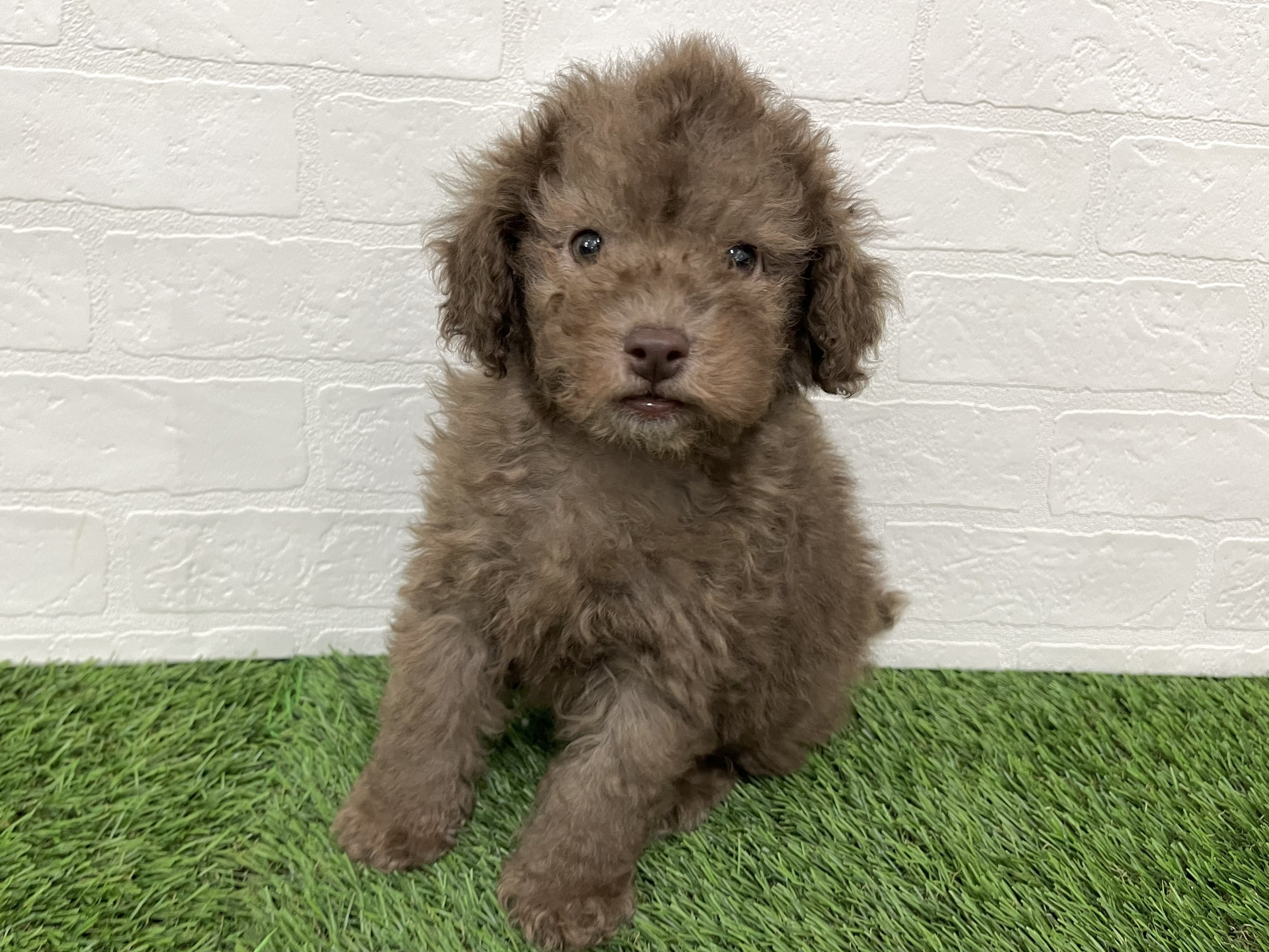 神奈川県のトイプードル(トイ) (ワンニャンハウス新山下店/2025年12月28日生まれ/男の子/シルバーベージュ)の子犬の2枚目の画像