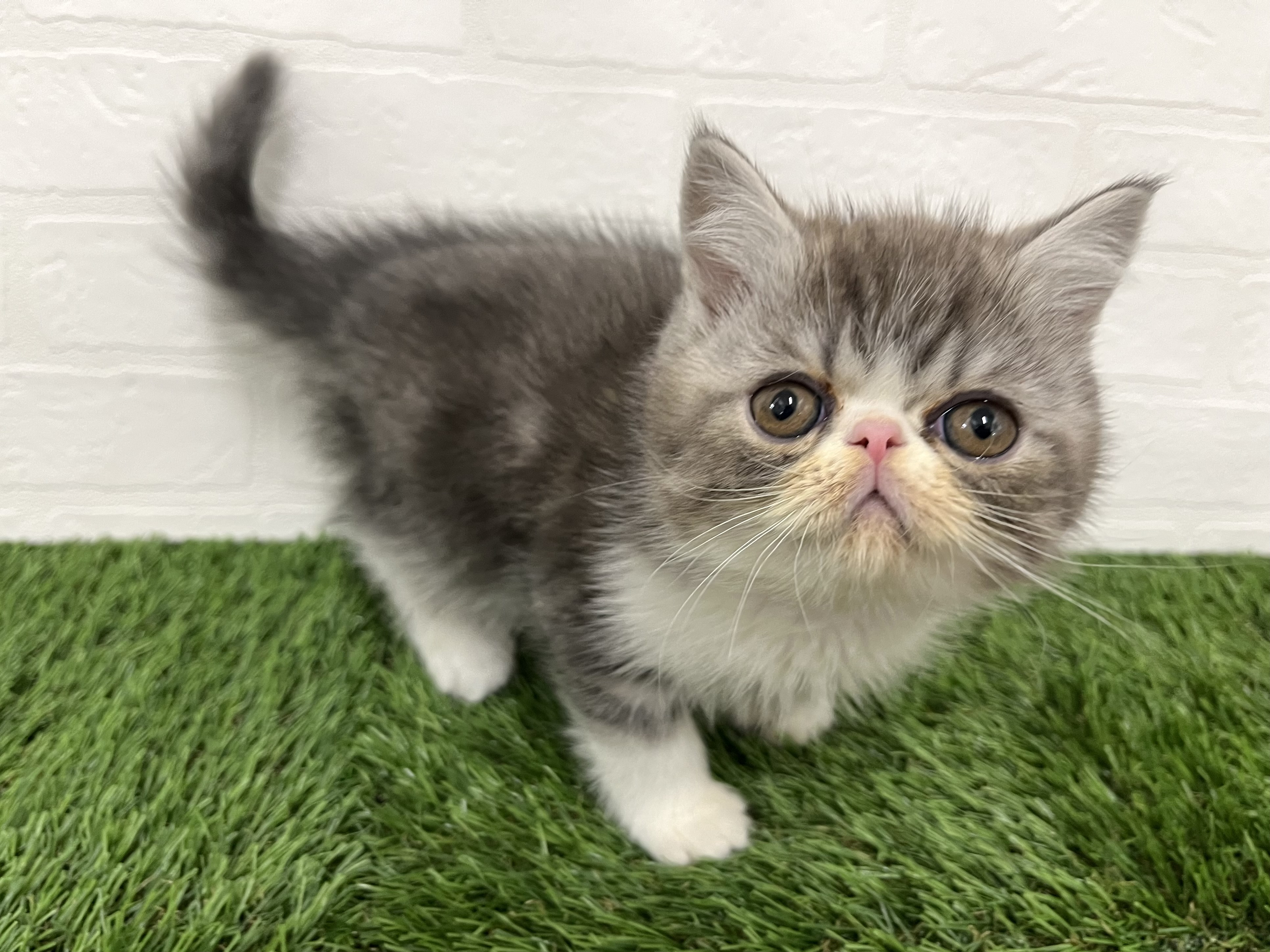 神奈川県のエキゾチックショートヘアー (ワンニャンハウス新山下店/2025年10月29日生まれ/男の子/シルバータビーホワイト)の子猫の3枚目の画像