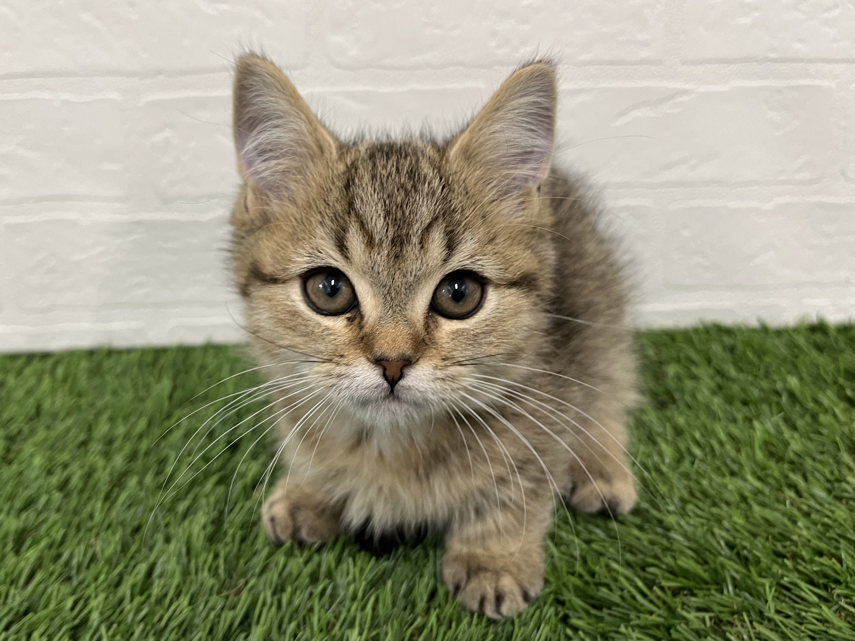 神奈川県のミヌエット (ワンニャンハウス新山下店/2025年10月9日生まれ/男の子/ブラウンタビー)の子猫の2枚目の画像