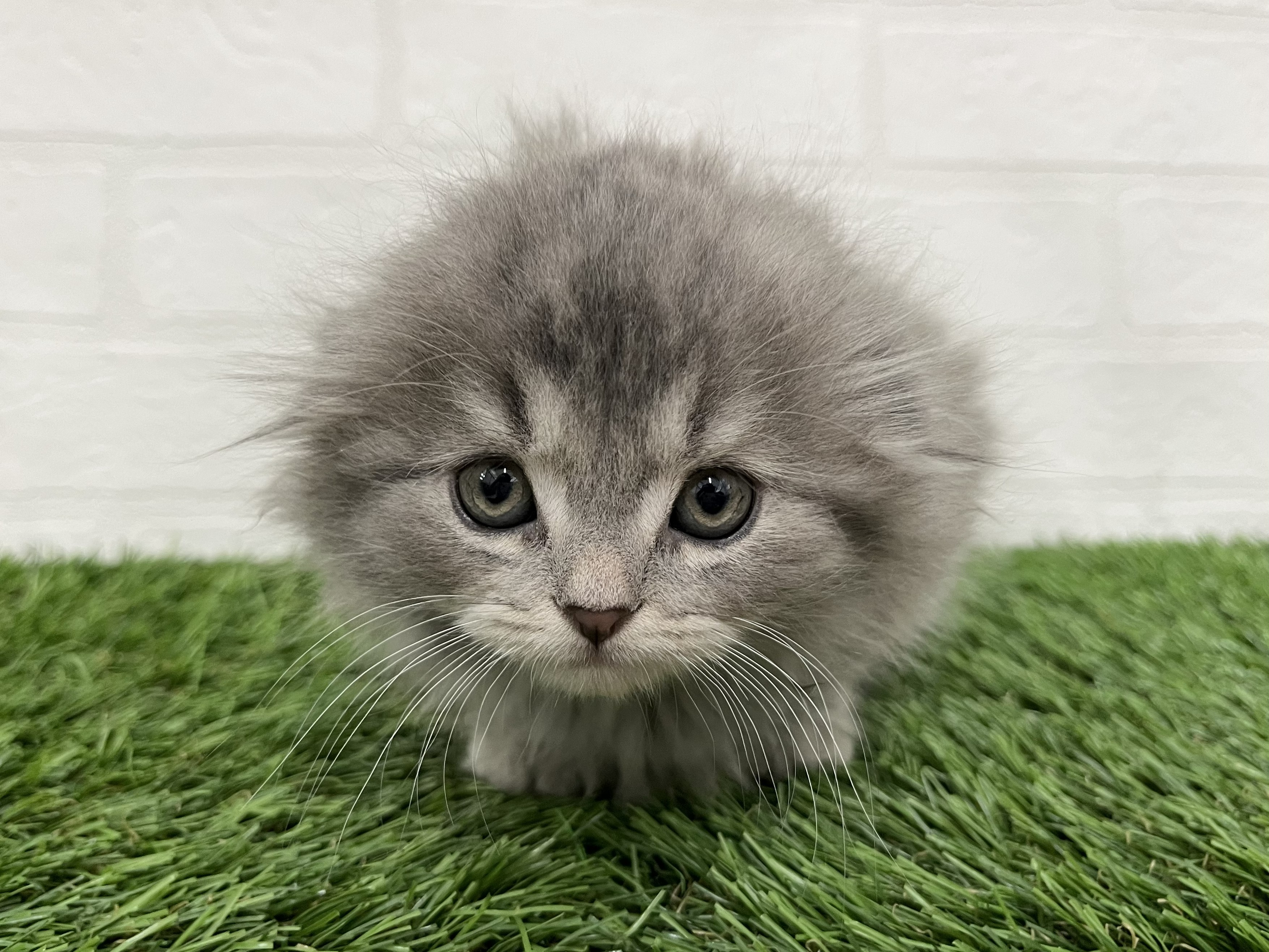 神奈川県のスコティッシュフォールド (ワンニャンハウス新山下店/2026年2月3日生まれ/女の子/ブルー)の子猫の2枚目の画像