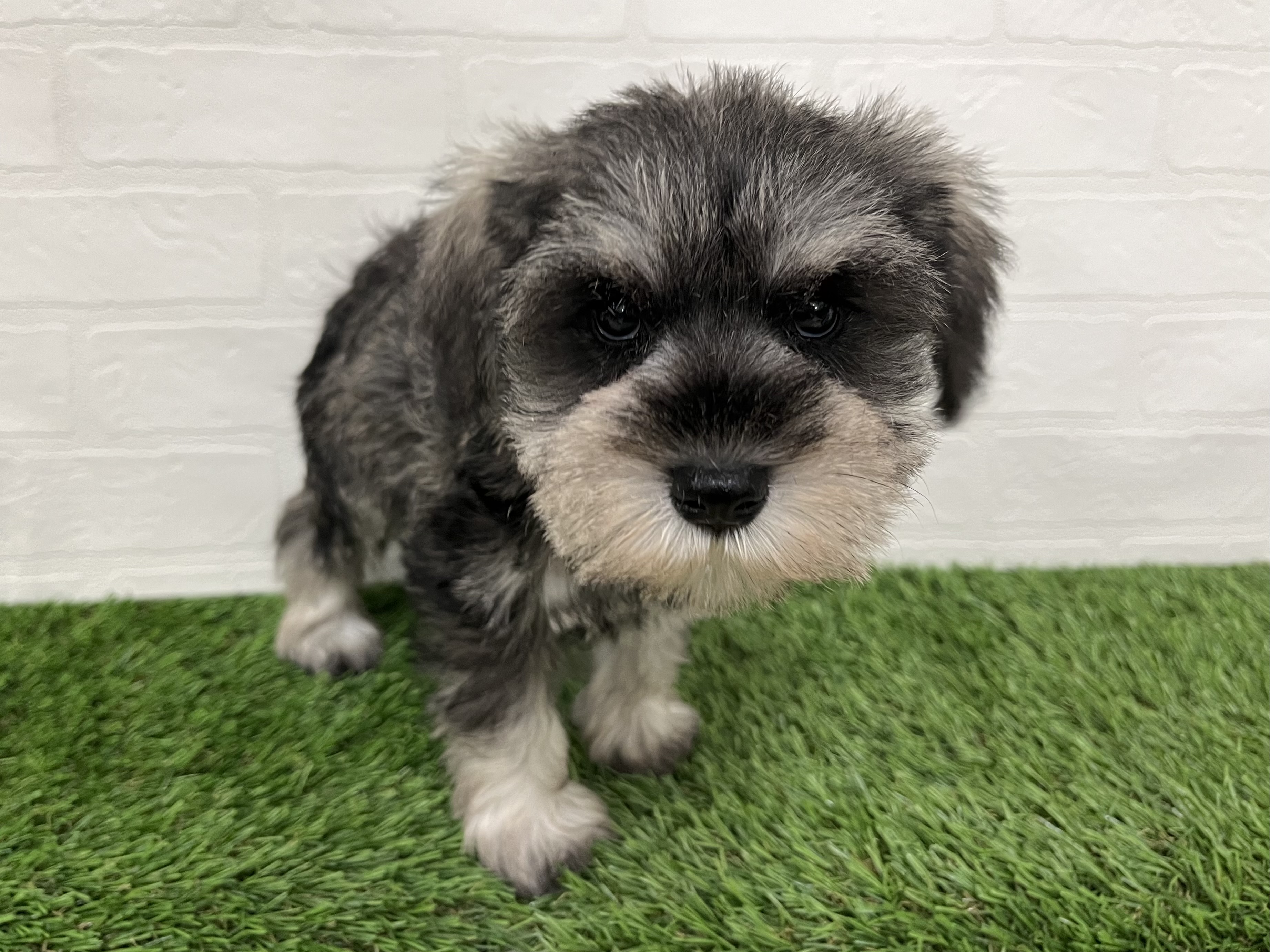 神奈川県のミニチュアシュナウザー (ワンニャンハウス新山下店/2025年9月7日生まれ/女の子/ソルトペッパー)の子犬の2枚目の画像