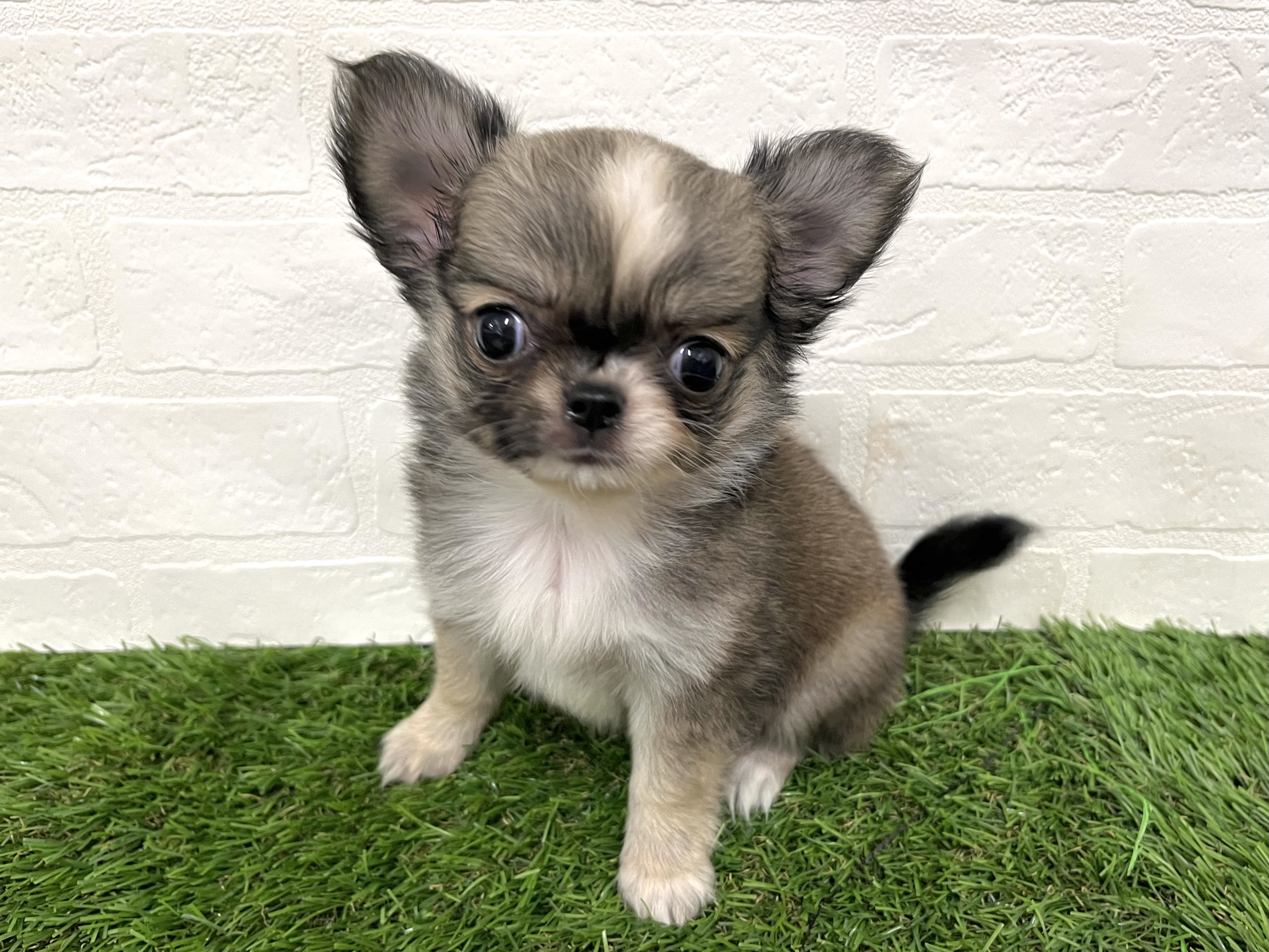 神奈川県のチワワ(ロング) (ワンニャンハウス新山下店/2025年8月31日生まれ/女の子/レッドホワイト)の子犬の2枚目の画像