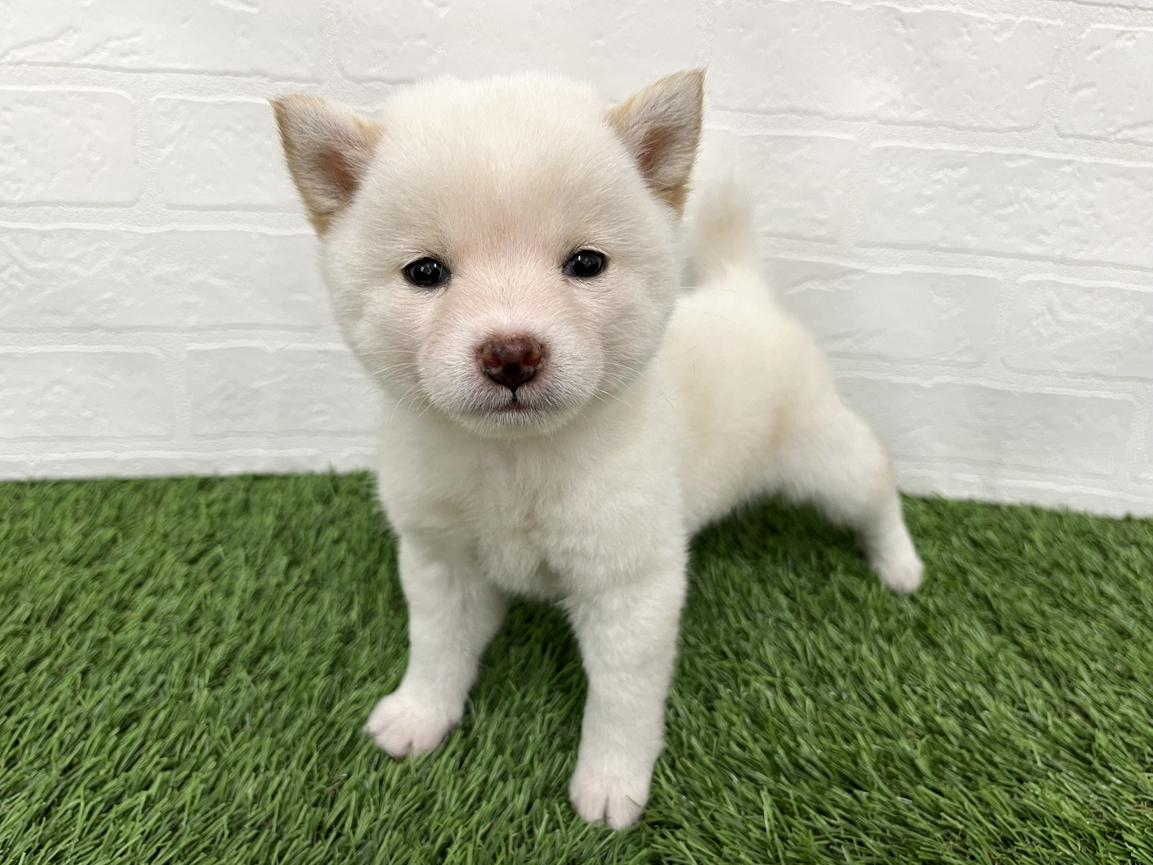 神奈川県の豆柴 (ワンニャンハウス新山下店/2025年12月14日生まれ/女の子/白)の子犬の3枚目の画像