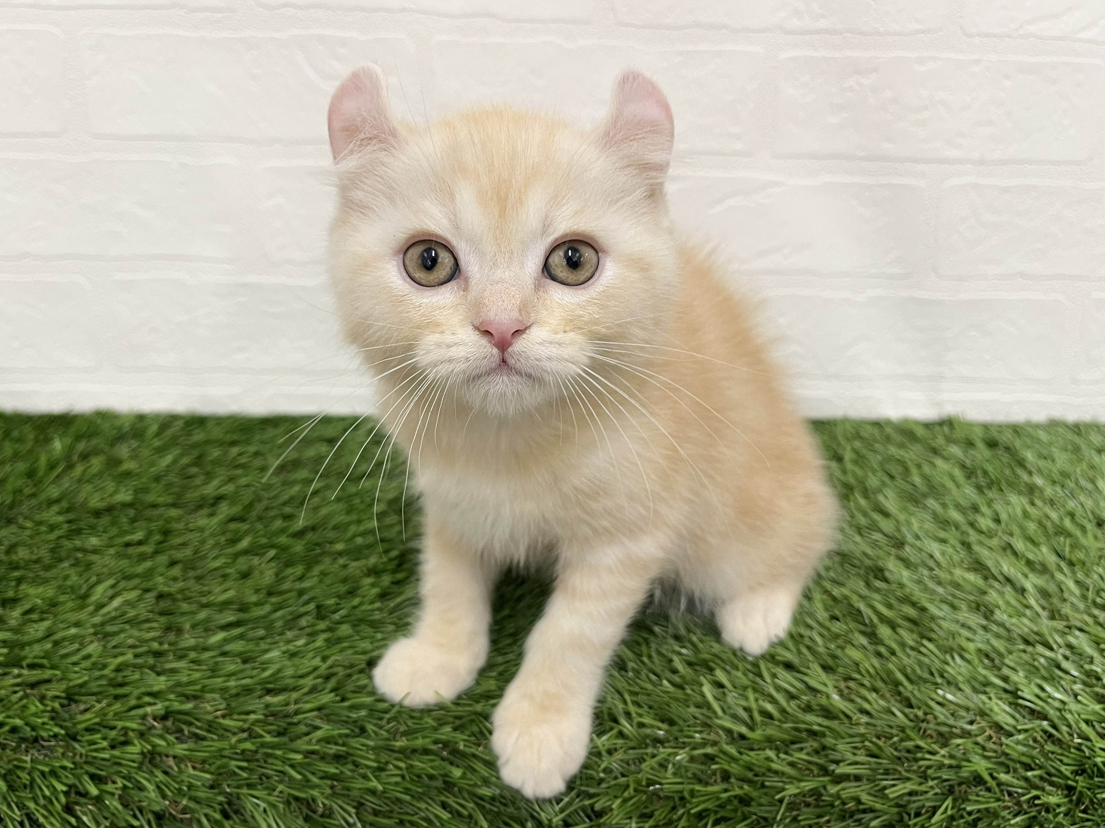 神奈川県のハーフ猫・ミックス猫 (ワンニャンハウス新山下店/2026年3月26日生まれ/女の子/クリームタビー)の子猫の3枚目の画像