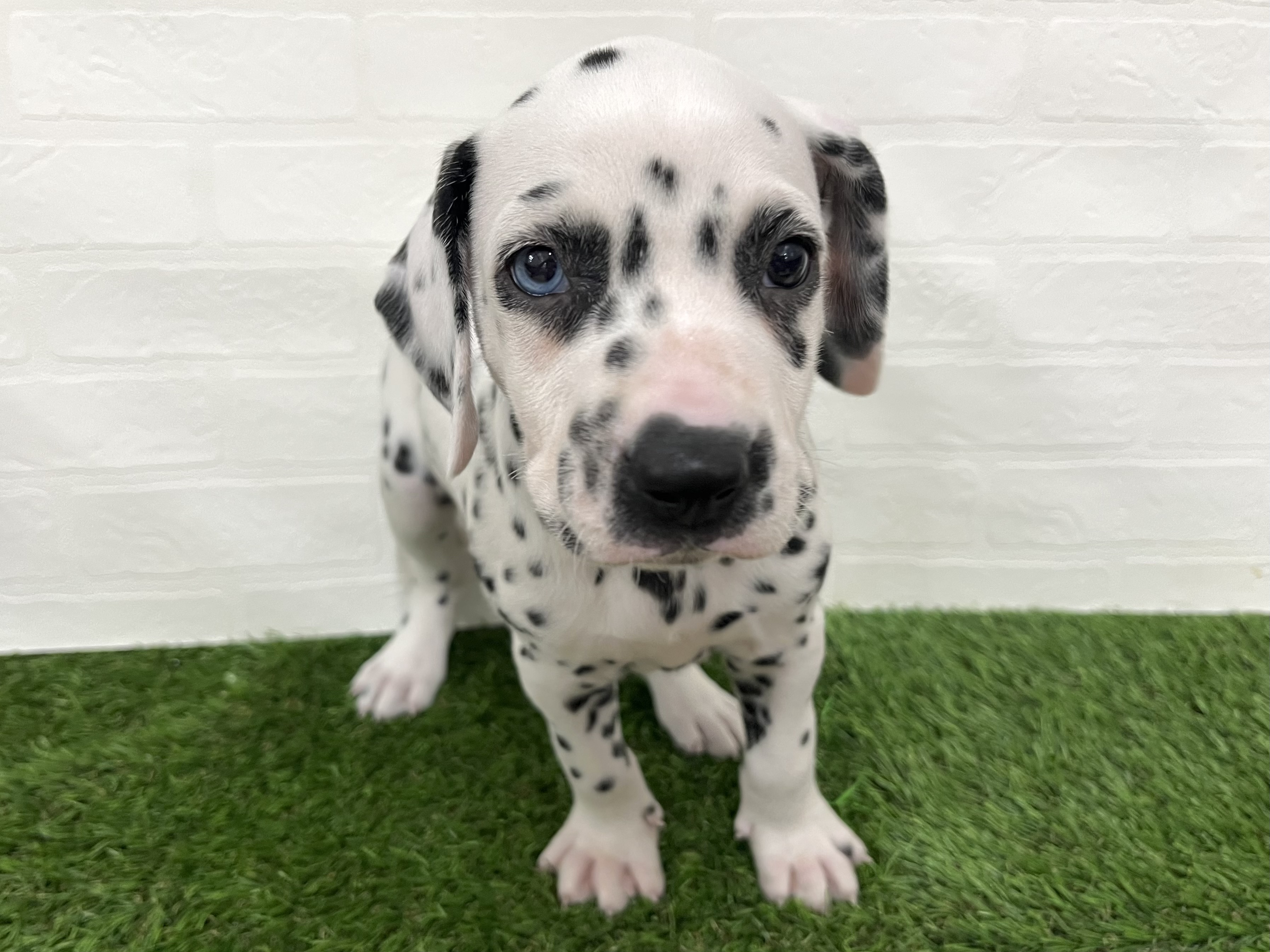 神奈川県のダルメシアン (ワンニャンハウス新山下店/2025年8月29日生まれ/女の子/ホワイトブラック)の子犬の1枚目の画像