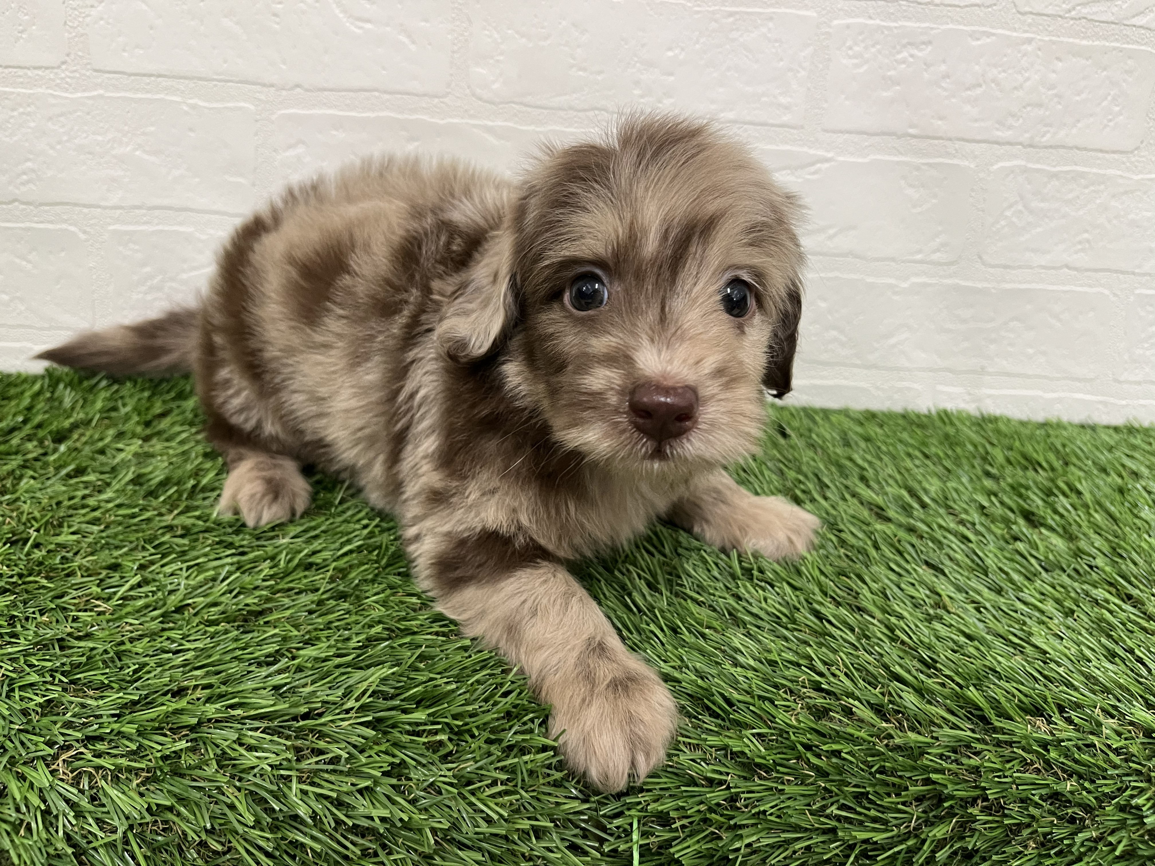 神奈川県のダップー(ダックス×プードル) (ワンニャンハウス新山下店/2026年2月9日生まれ/男の子/チョコレートダップル)の子犬の3枚目の画像