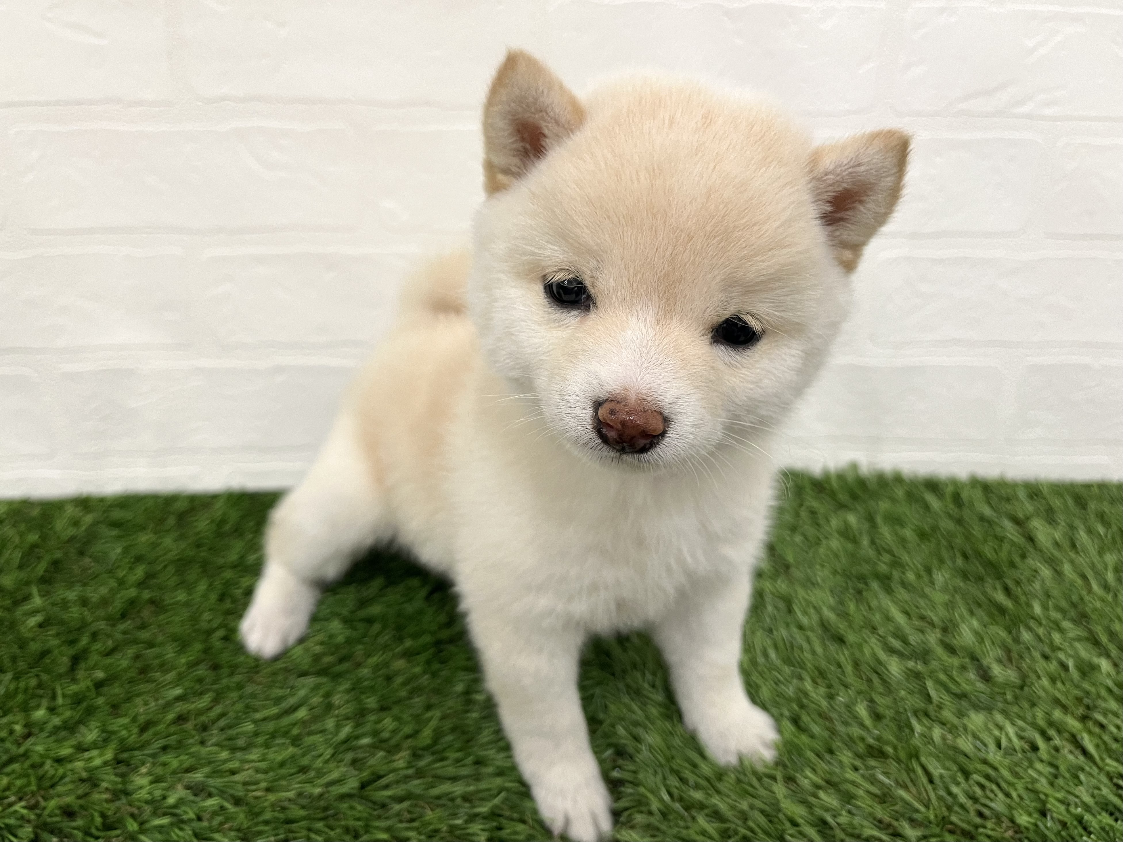 神奈川県の豆柴 (ワンニャンハウス新山下店/2025年9月15日生まれ/女の子/白)の子犬の3枚目の画像