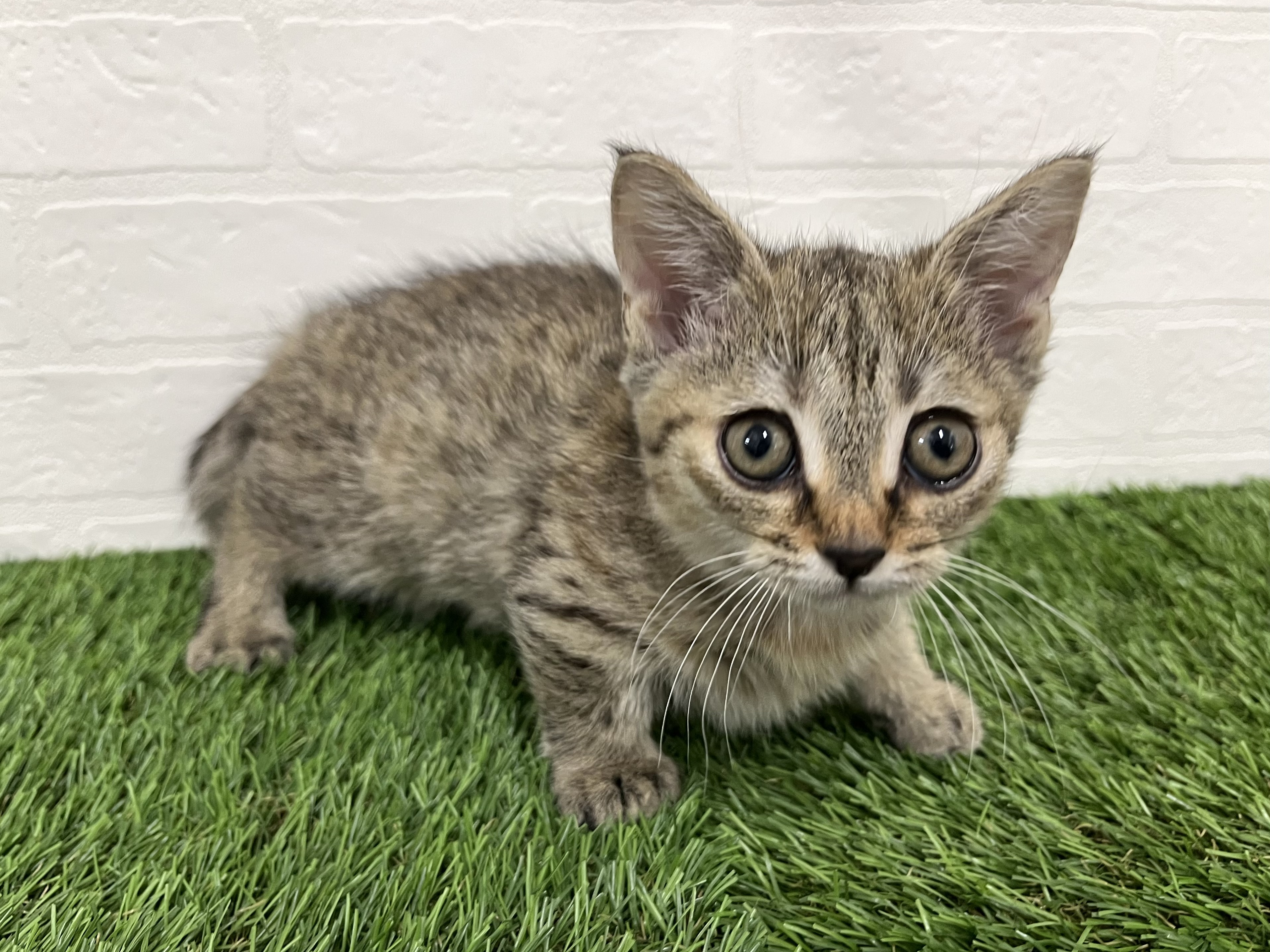 神奈川県のマンチカン (ワンニャンハウス新山下店/2025年9月22日生まれ/女の子/ブラウンタビー)の子猫の3枚目の画像
