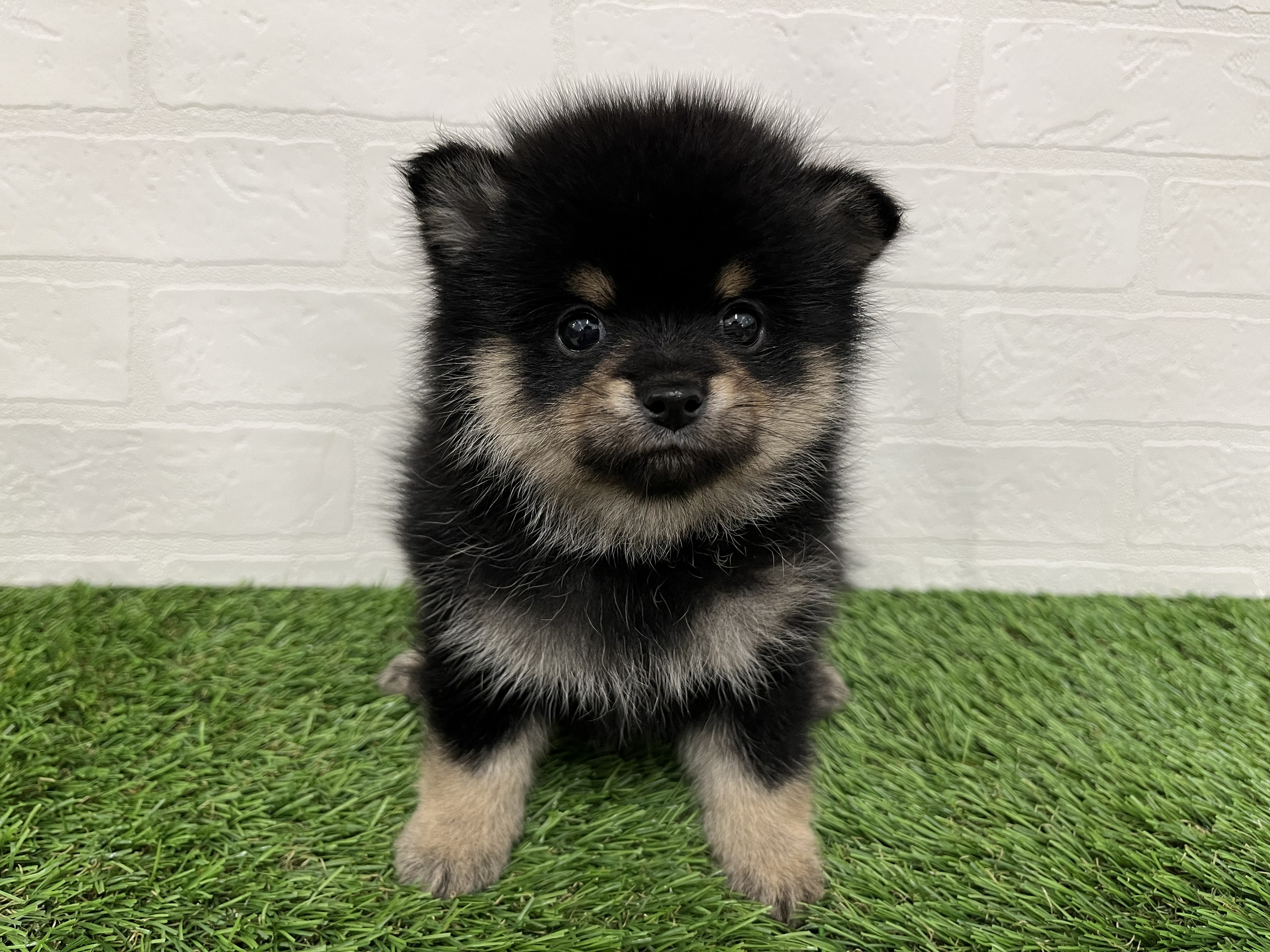 神奈川県のポメ柴/豆ポメ/ポメ豆柴(ポメラニアン×柴犬) (ワンニャンハウス新山下店/2026年2月4日生まれ/男の子/黒)の子犬の1枚目の画像