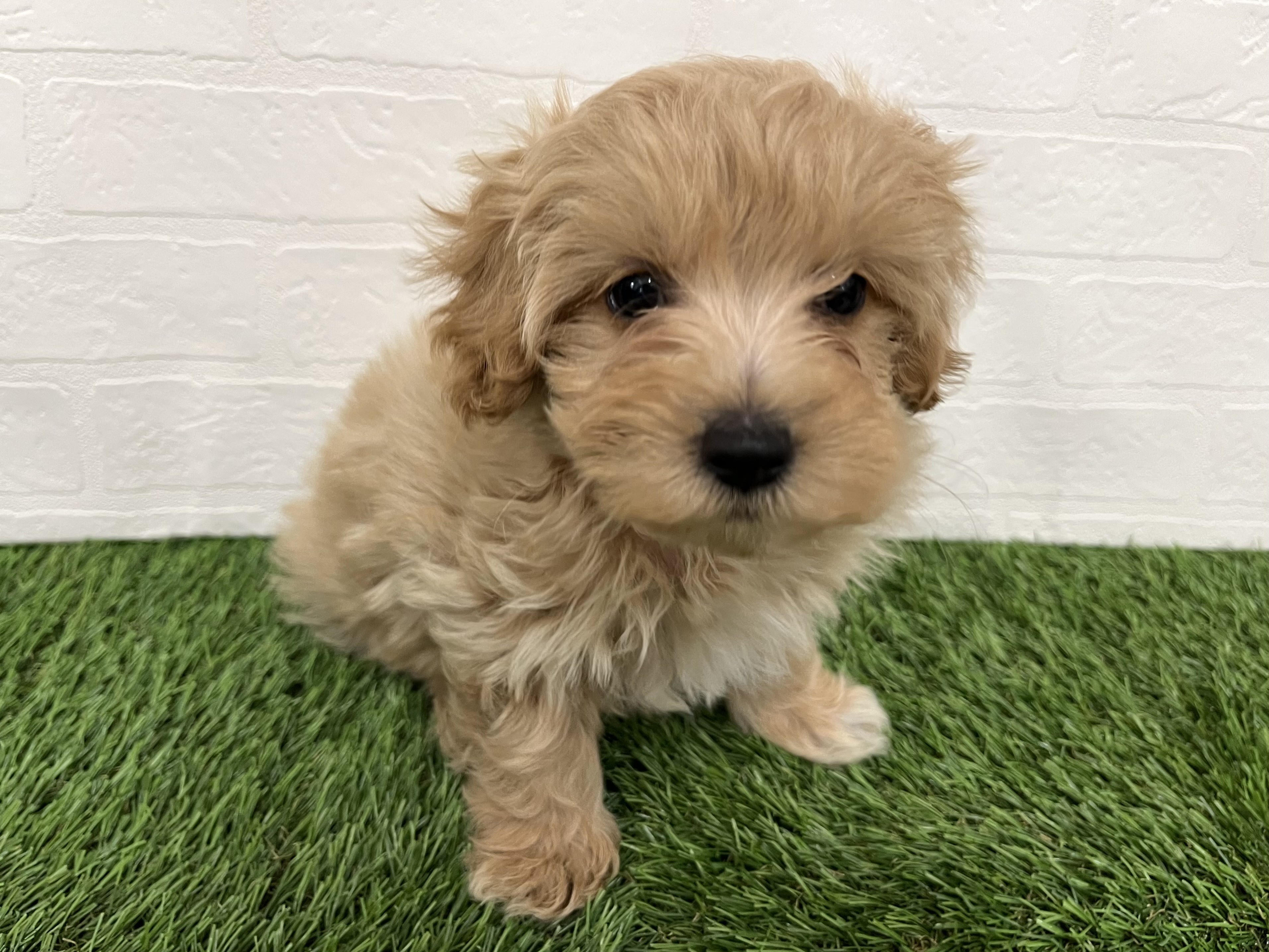 神奈川県のマルプー(マルチーズ×プードル) (ワンニャンハウス新山下店/2025年10月30日生まれ/男の子/クリームホワイト)の子犬の2枚目の画像