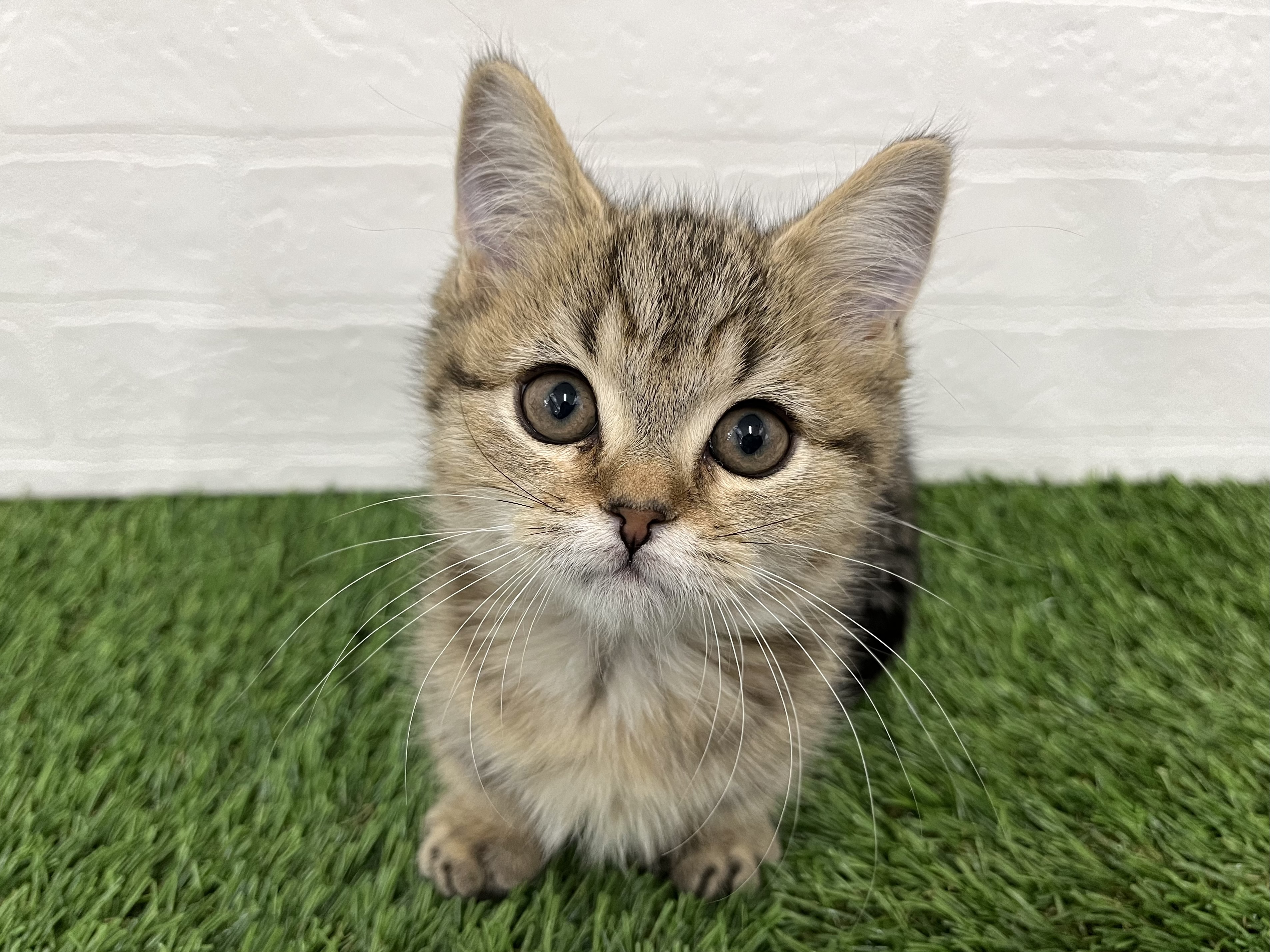 神奈川県のミヌエット (ワンニャンハウス新山下店/2025年10月9日生まれ/男の子/ブラウンタビー)の子猫の1枚目の画像