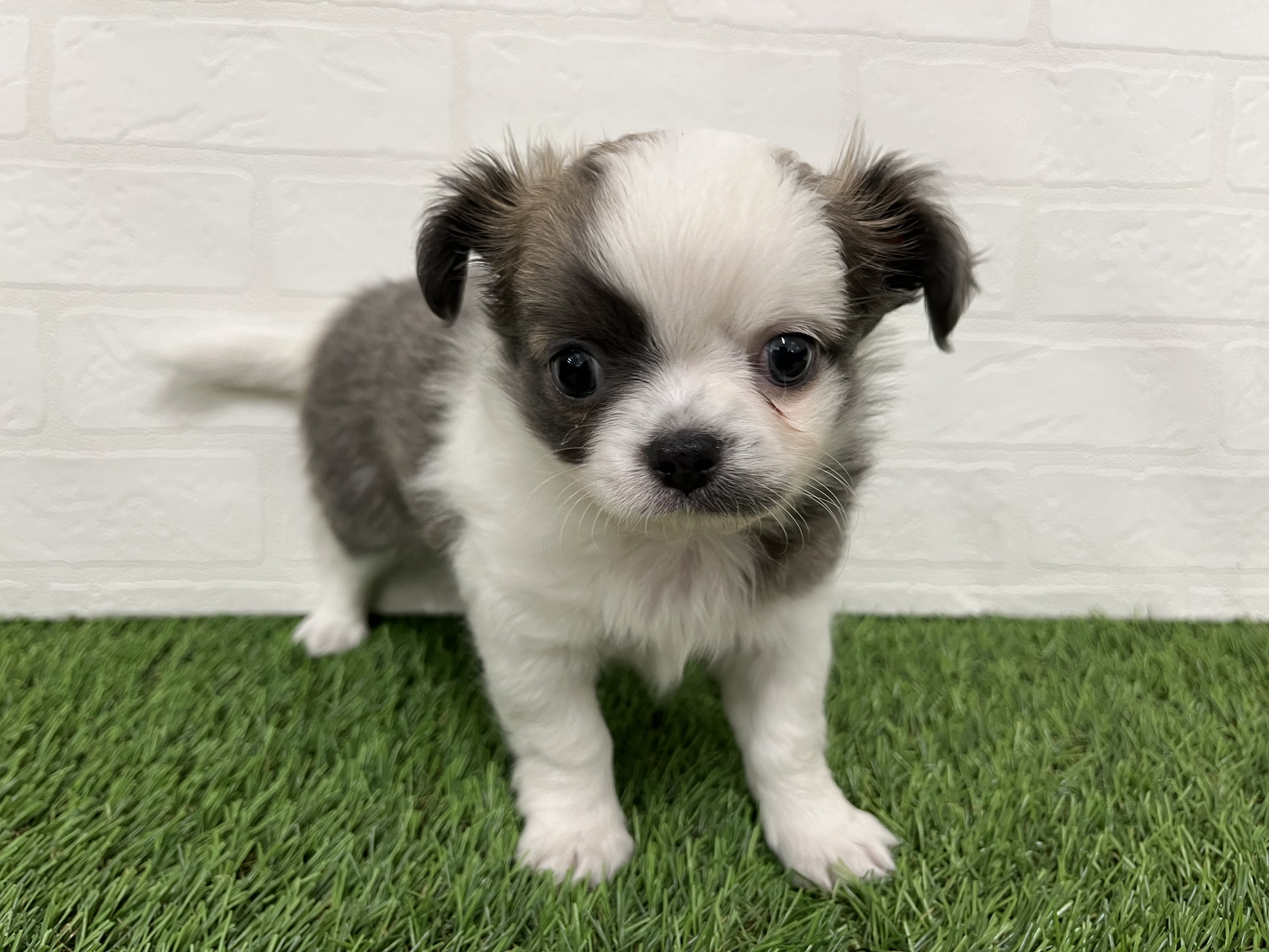 神奈川県のチワワ(ロング) (ワンニャンハウス新山下店/2025年10月13日生まれ/男の子/ホワイトブルーフォーン)の子犬の2枚目の画像