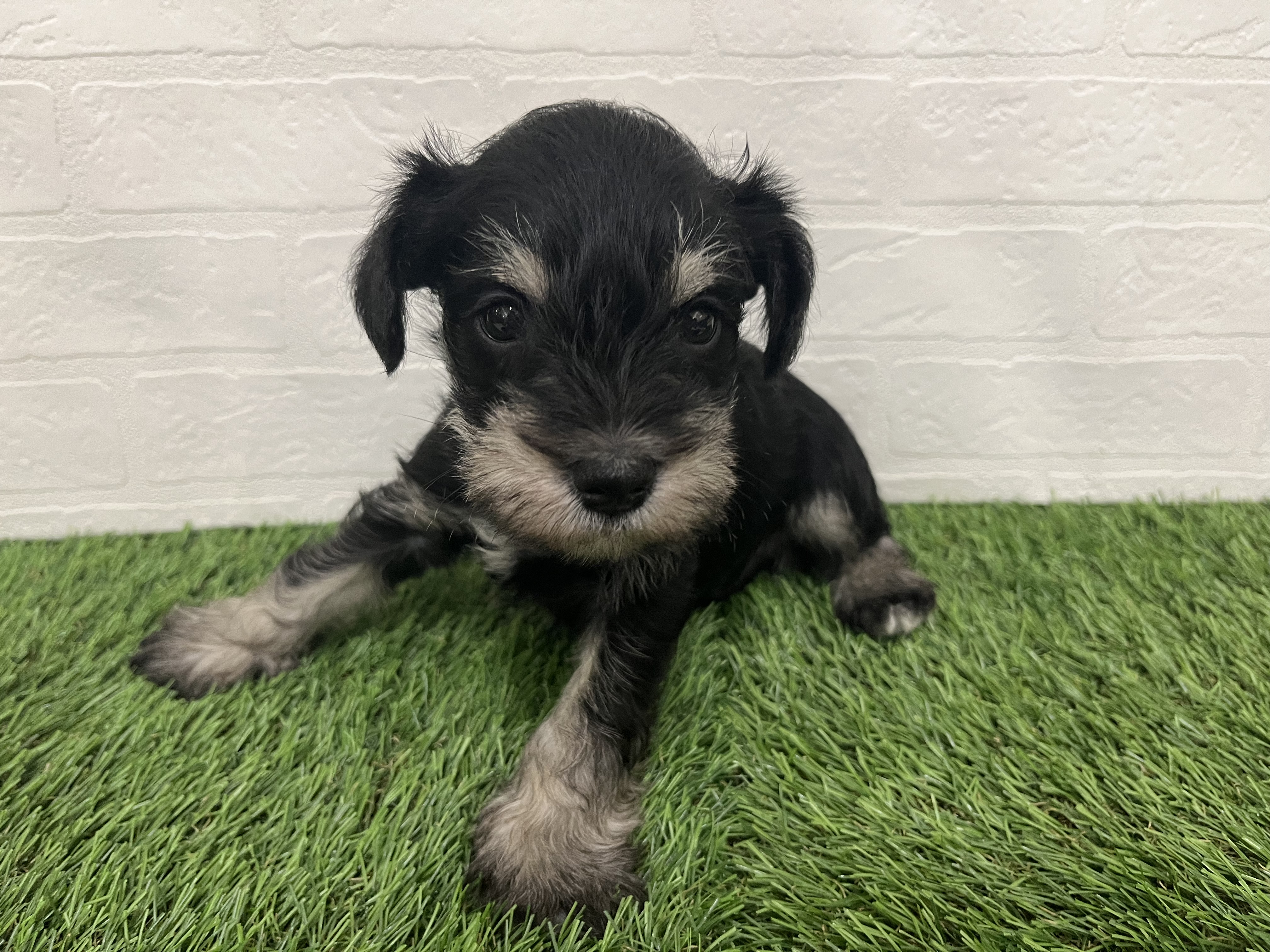 神奈川県のミニチュアシュナウザー (ワンニャンハウス新山下店/2025年10月7日生まれ/男の子/ブラックシルバー)の子犬の4枚目の画像