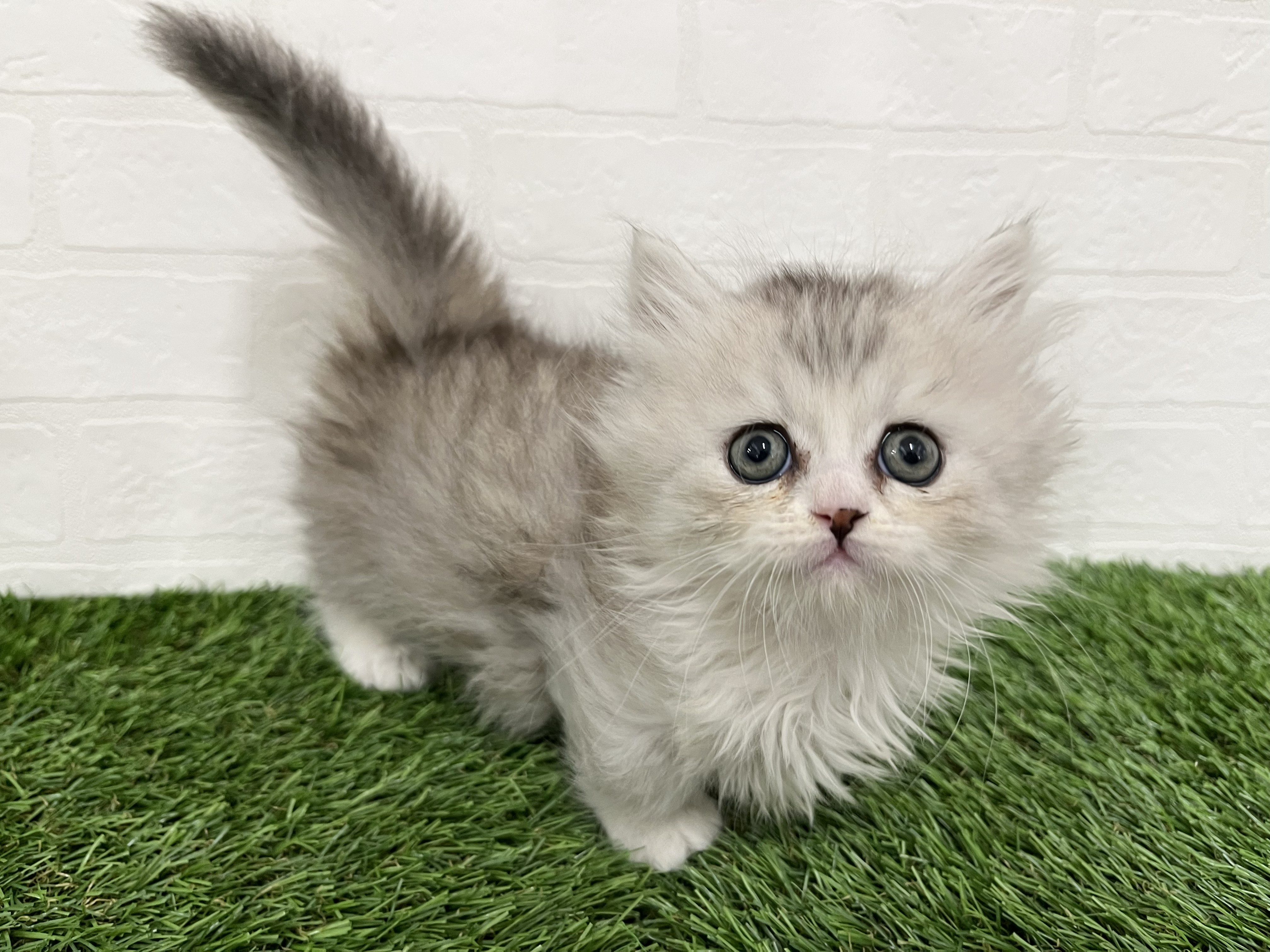 神奈川県のミヌエット (ワンニャンハウス新山下店/2026年2月8日生まれ/男の子/シルバータビーホワイト)の子猫の3枚目の画像