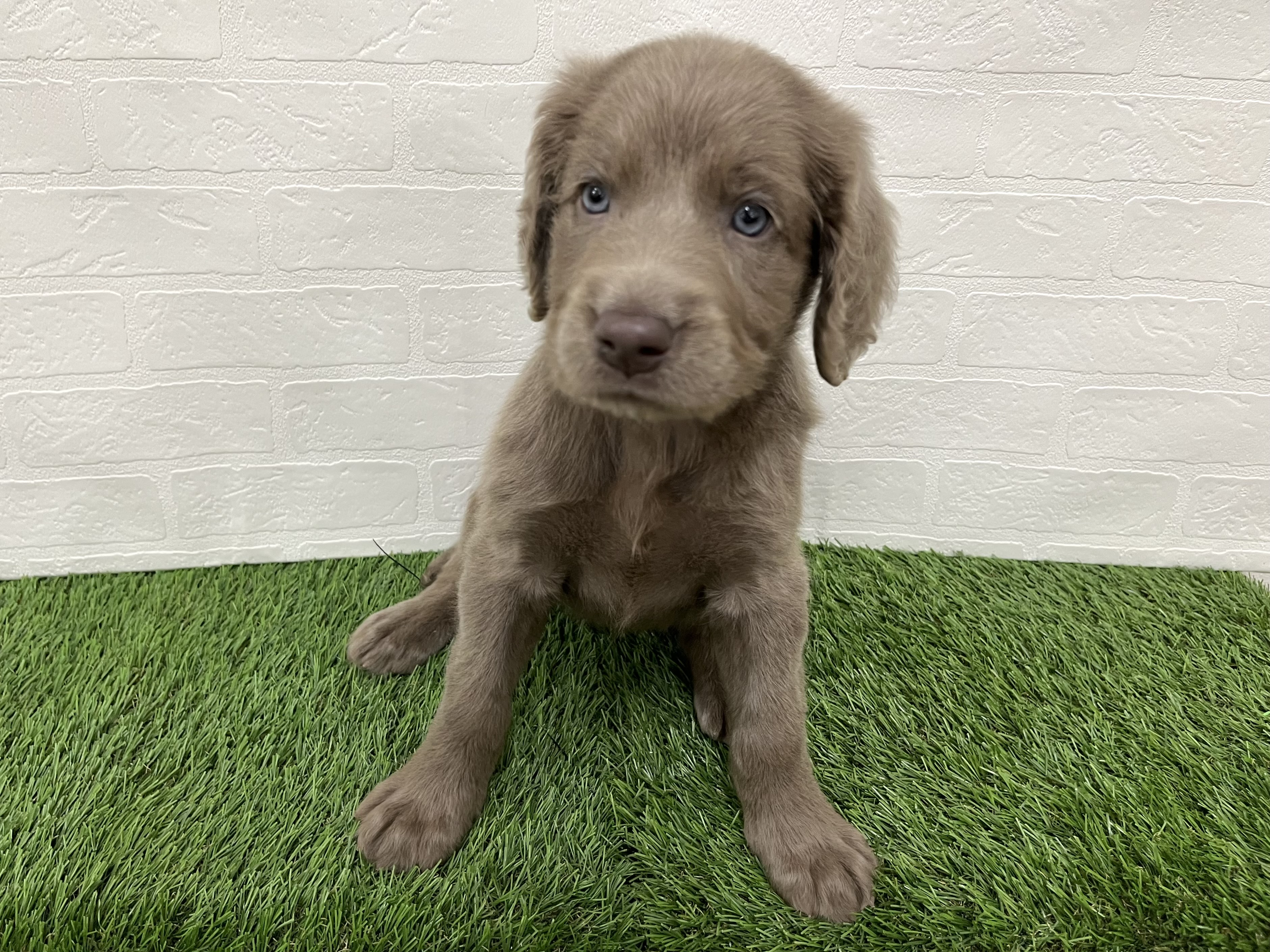 神奈川県のワイマラナー (ワンニャンハウス新山下店/2025年9月26日生まれ/女の子/グレー)の子犬の1枚目の画像