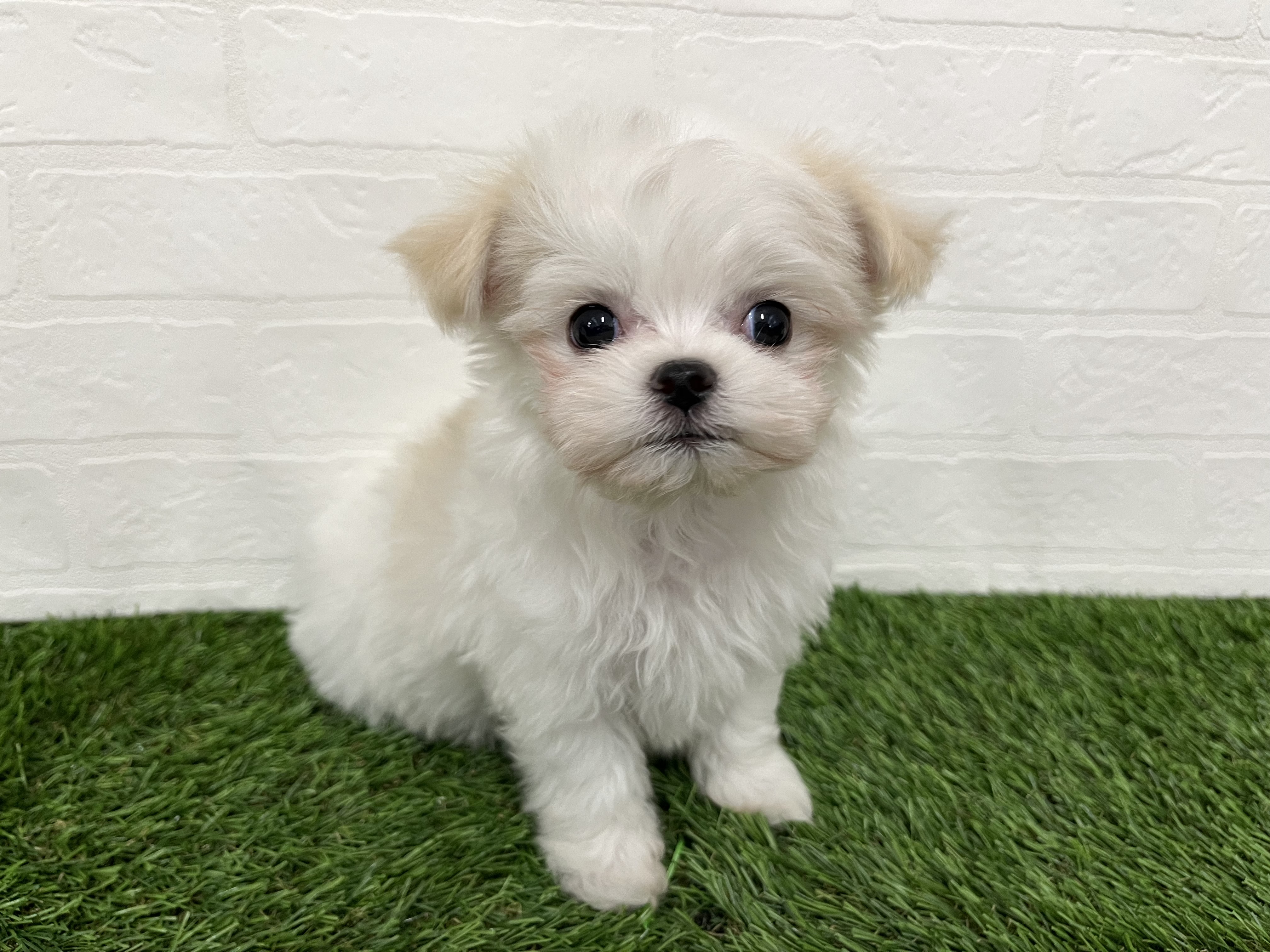 神奈川県のチワマル/マルチワ(チワワ×マルチーズ) (ワンニャンハウス新山下店/2025年9月22日生まれ/男の子/ホワイトクリーム)の子犬の4枚目の画像
