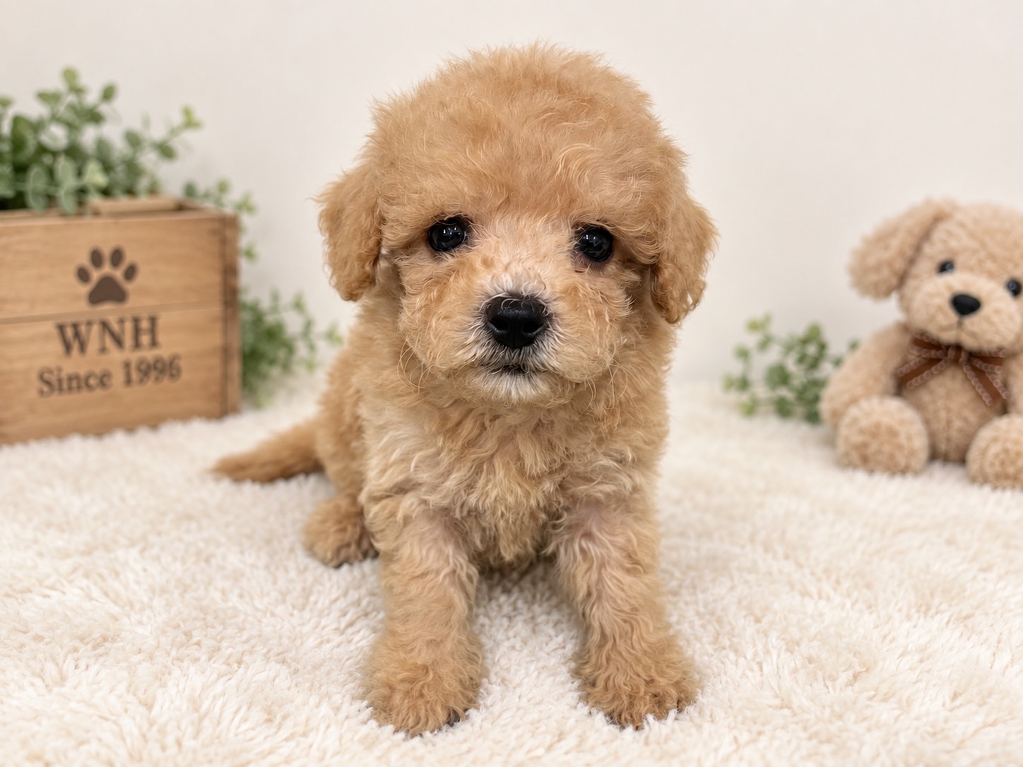 神奈川県のビションプー(ビションフリーゼ×プードル) (ワンニャンハウス新山下店/2026年8月4日生まれ/男の子/アプリコット)の子犬の4枚目の画像