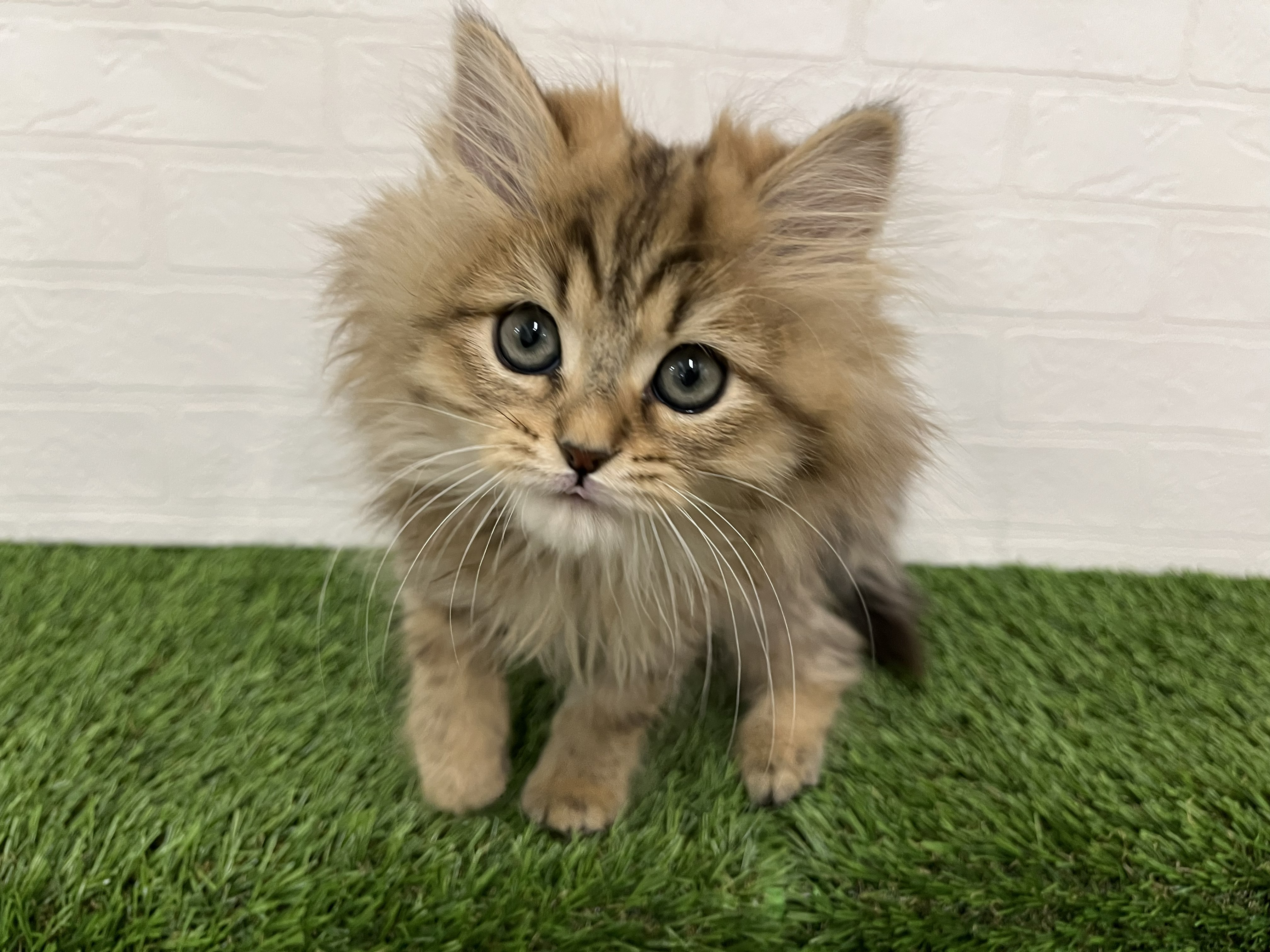 神奈川県のペルシャ (ワンニャンハウス新山下店/2025年11月5日生まれ/男の子/チンチラゴールデン)の子猫の2枚目の画像