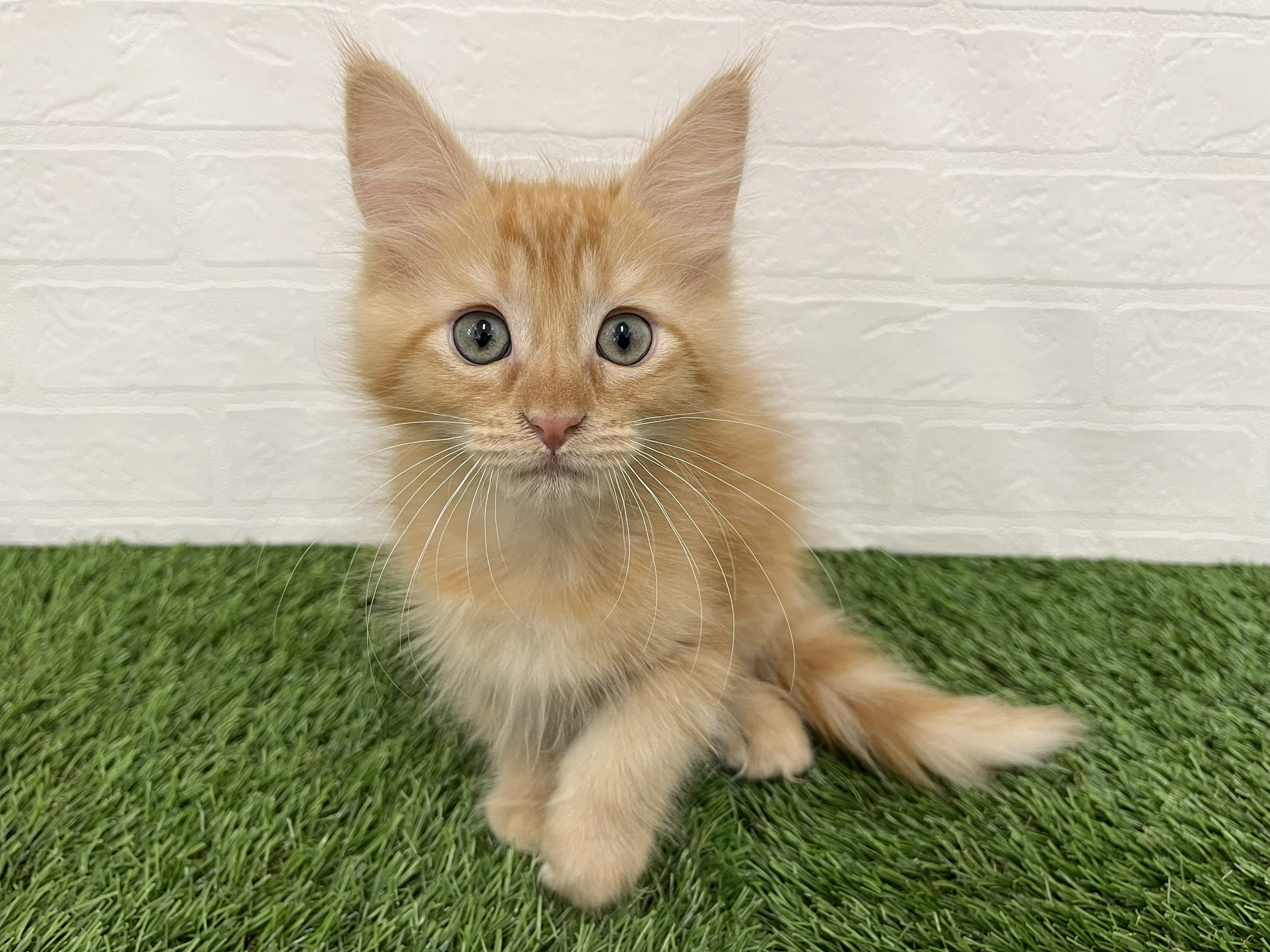 神奈川県のメインクーン (ワンニャンハウス新山下店/2026年1月20日生まれ/女の子/レッドタビー)の子猫の2枚目の画像