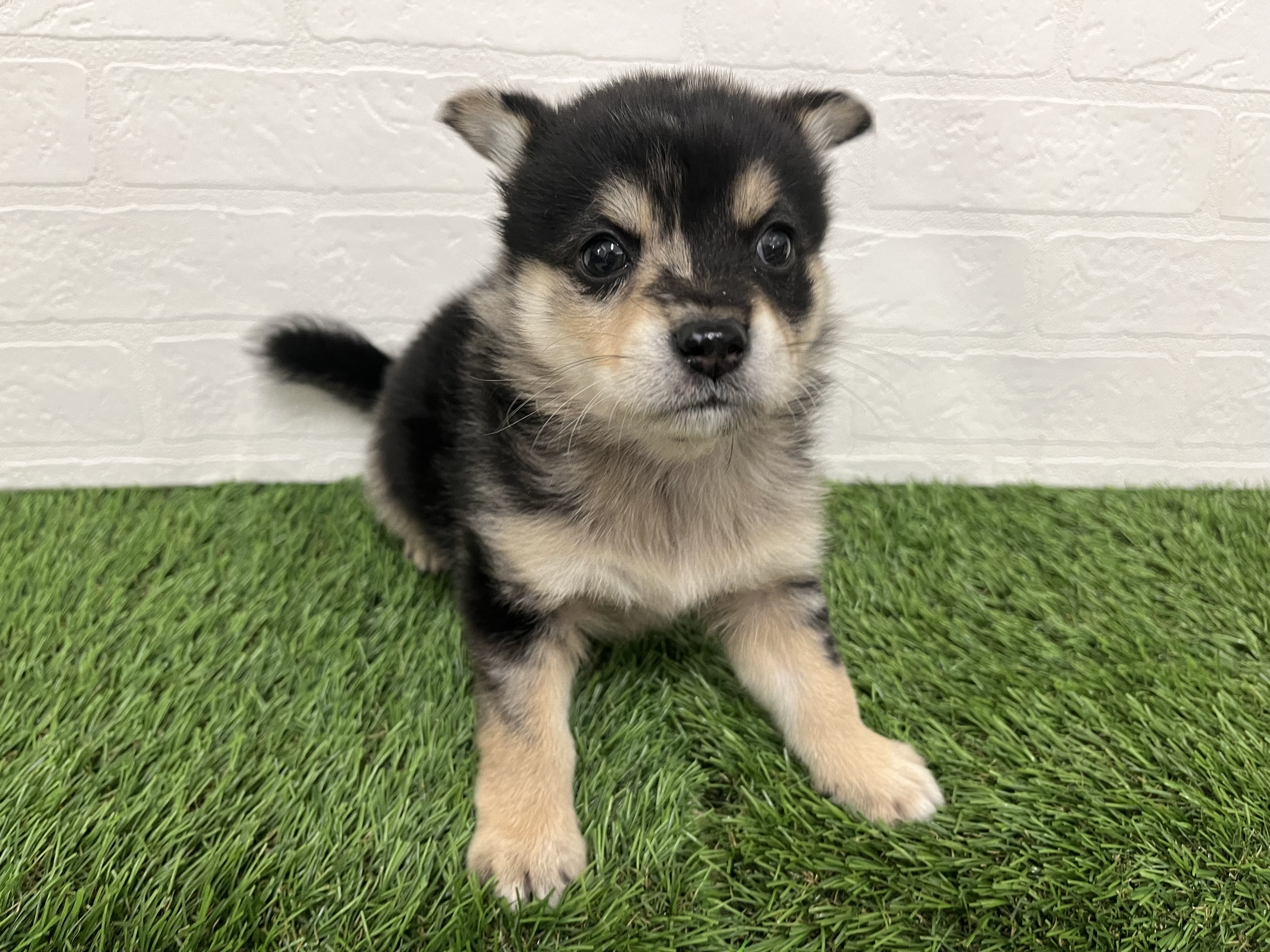 神奈川県のチワ柴/柴チワ/チワシバ(チワワ×柴) (ワンニャンハウス新山下店/2025年10月18日生まれ/男の子/ブルーマール)の子犬の3枚目の画像