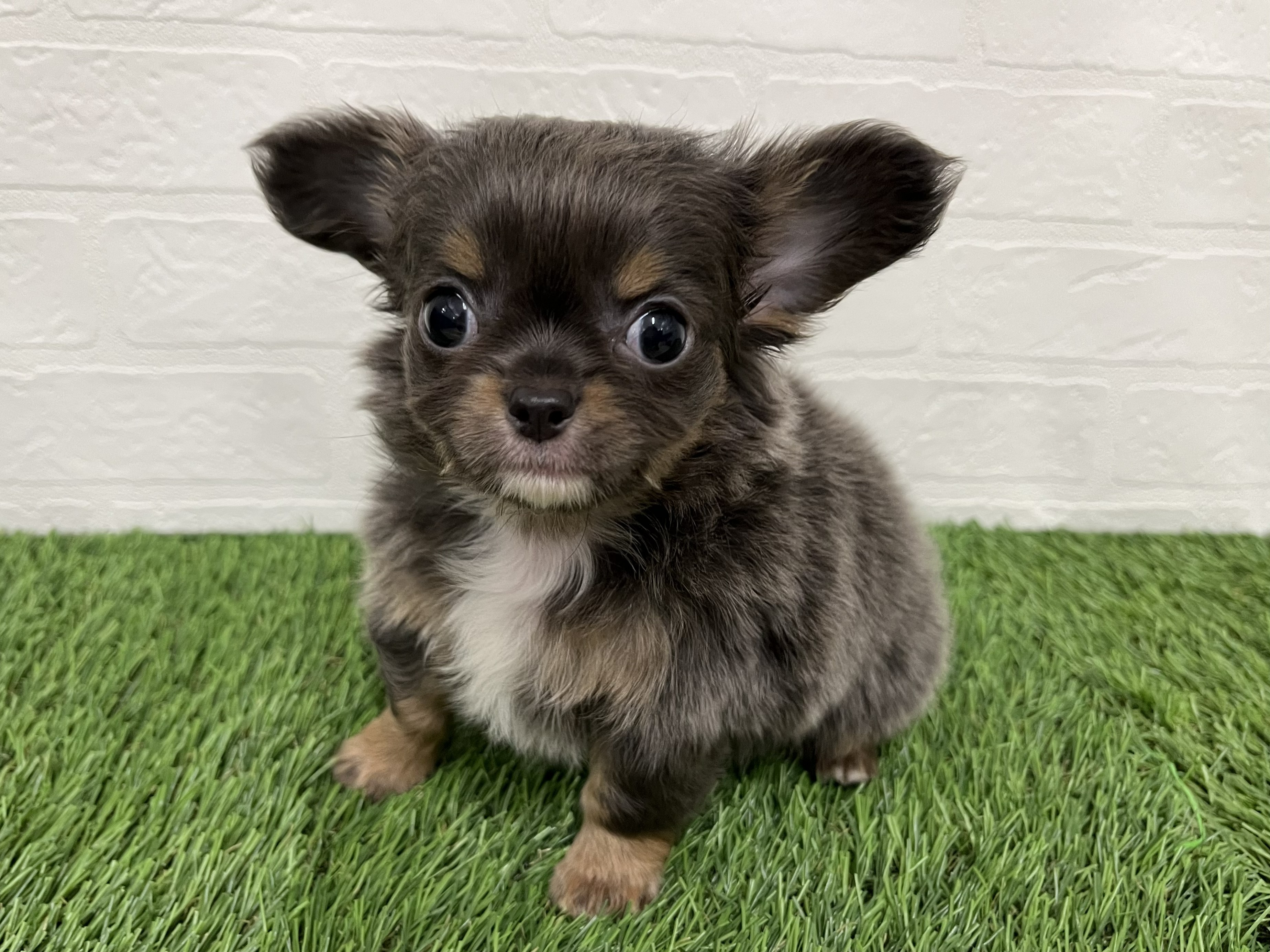 神奈川県のチワワ(ロング) (ワンニャンハウス新山下店/2026年2月24日生まれ/男の子/ブルータン)の子犬の4枚目の画像