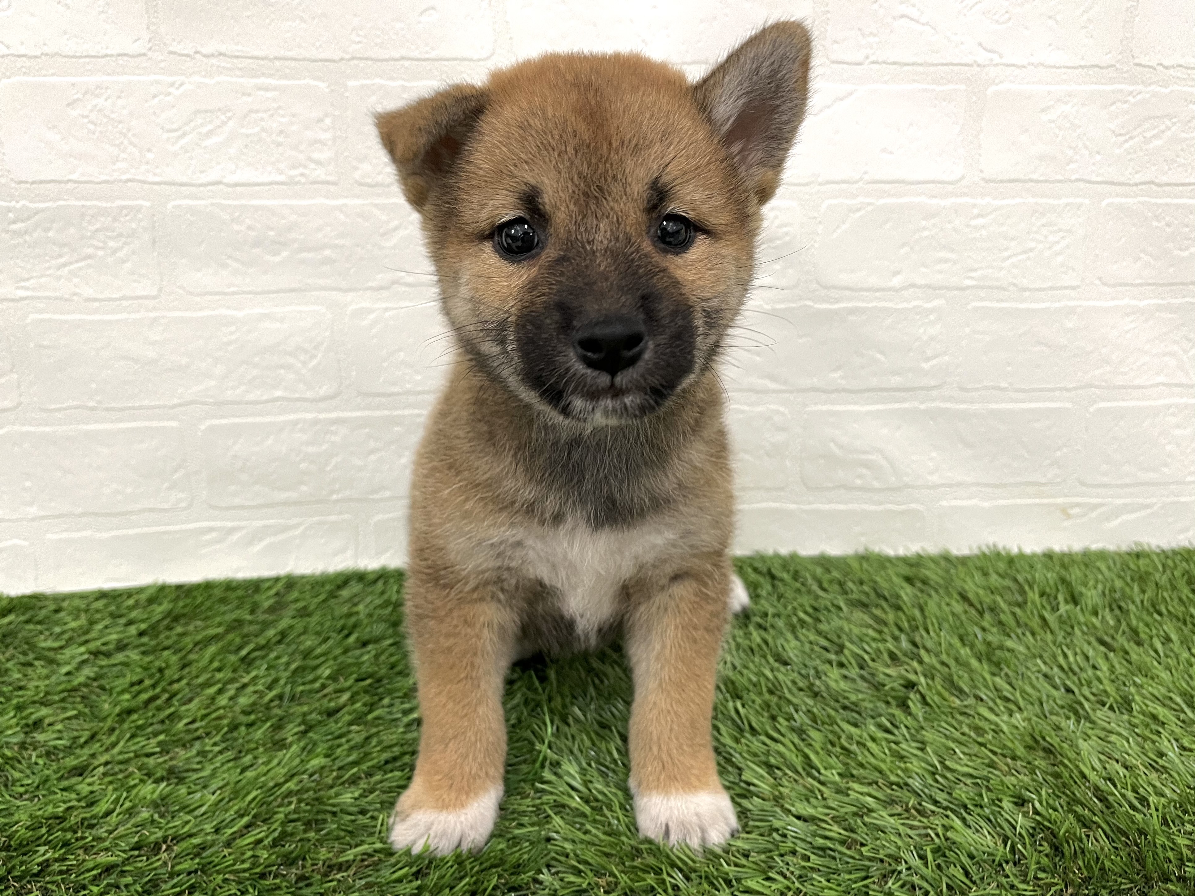 神奈川県の柴犬(標準サイズ) (ワンニャンハウス新山下店/2025年7月28日生まれ/男の子/赤)の子犬の1枚目の画像