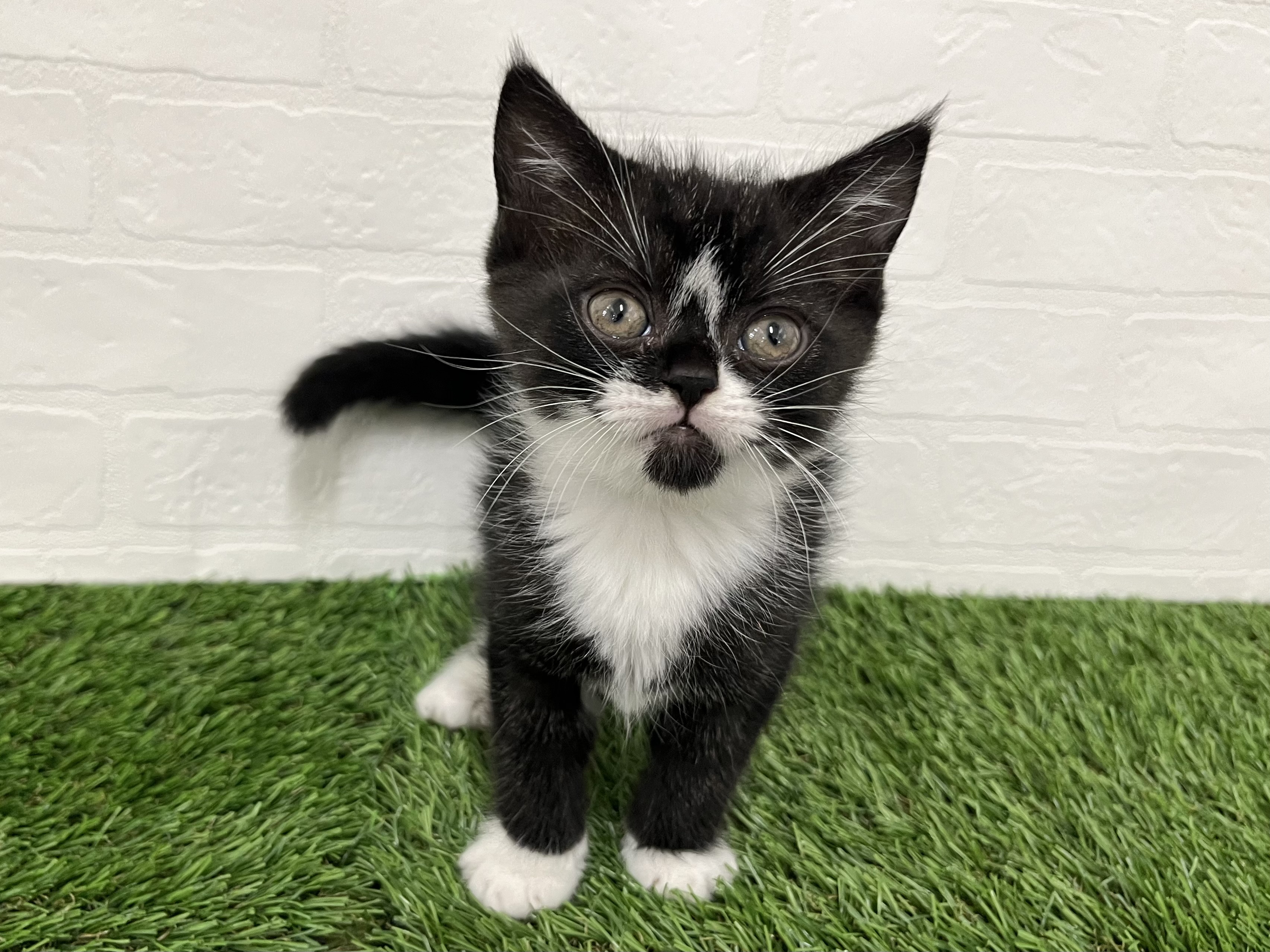 神奈川県のスコティッシュフォールド (ワンニャンハウス新山下店/2025年9月16日生まれ/男の子/ブラックホワイト)の子猫の2枚目の画像