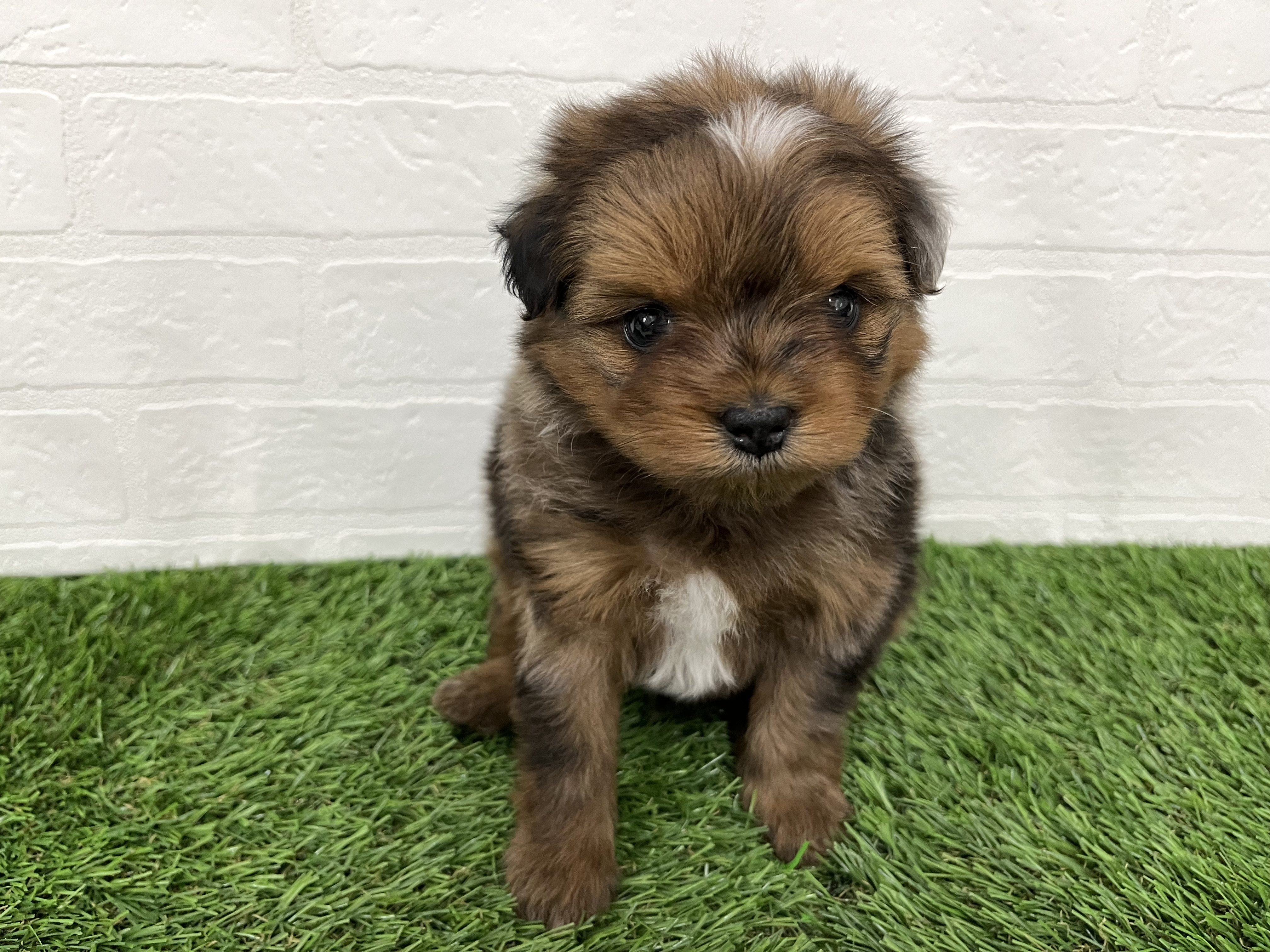 神奈川県のポメチワ/チワポメ/ポメチー(ポメラニアン×チワワ) (ワンニャンハウス新山下店/2025年9月23日生まれ/男の子/チョコレートマール)の子犬の3枚目の画像