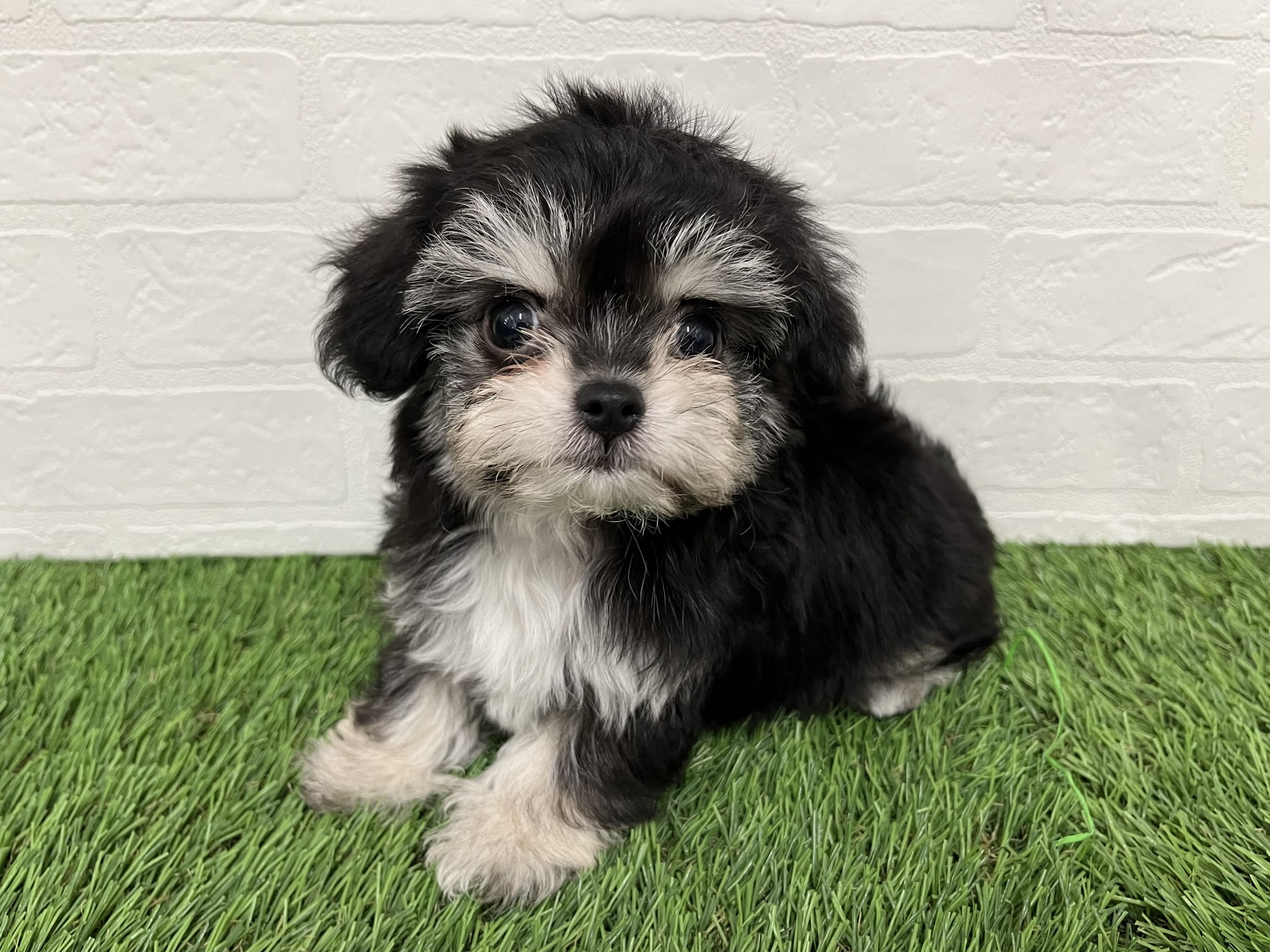 神奈川県のハーフ犬・ミックス犬 (ワンニャンハウス新山下店/2026年2月28日生まれ/女の子/ブラックタンホワイト)の子犬の2枚目の画像