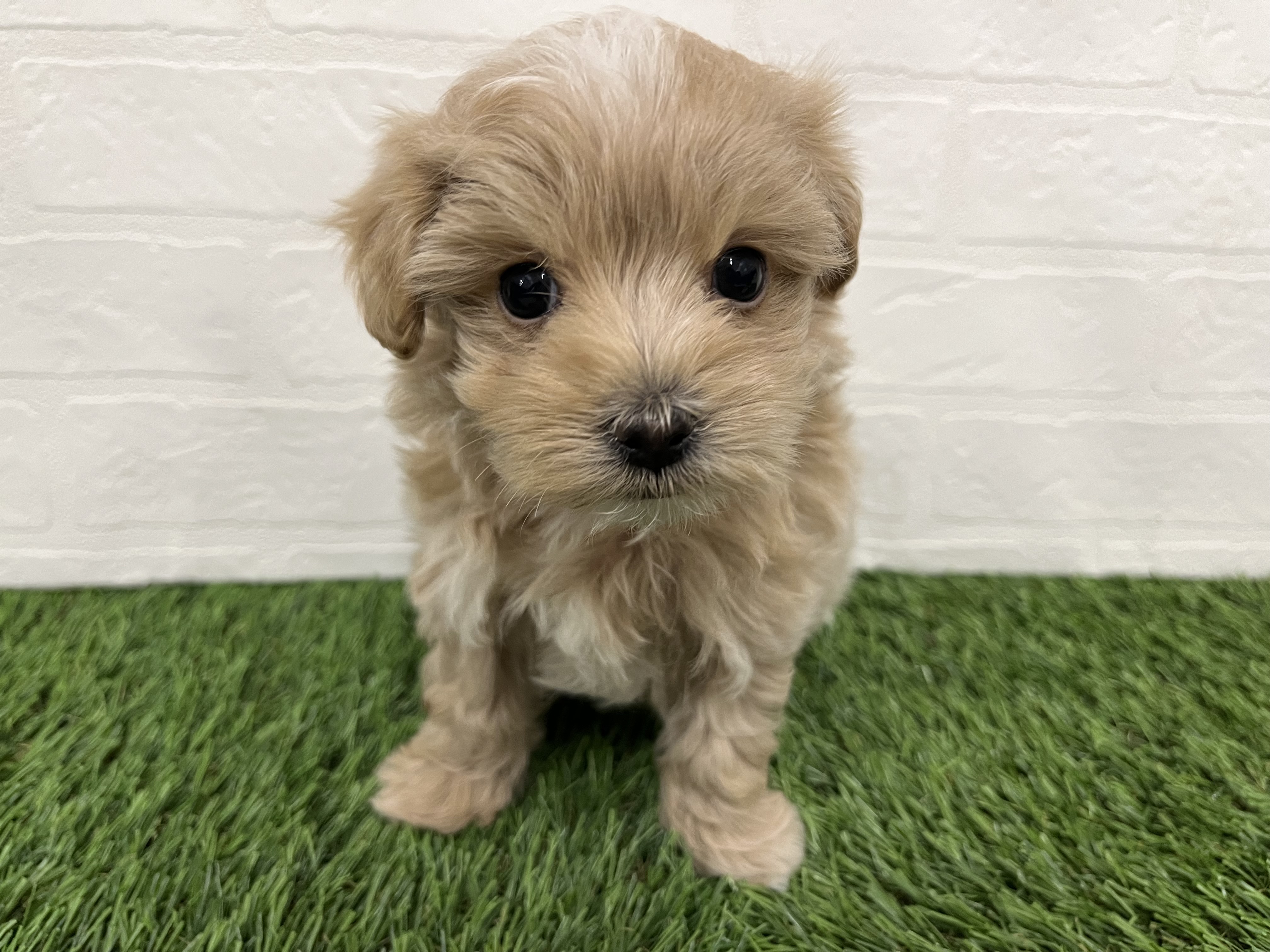 神奈川県のマルプー(マルチーズ×プードル) (ワンニャンハウス新山下店/2025年10月20日生まれ/男の子/アプリコット)の子犬の1枚目の画像