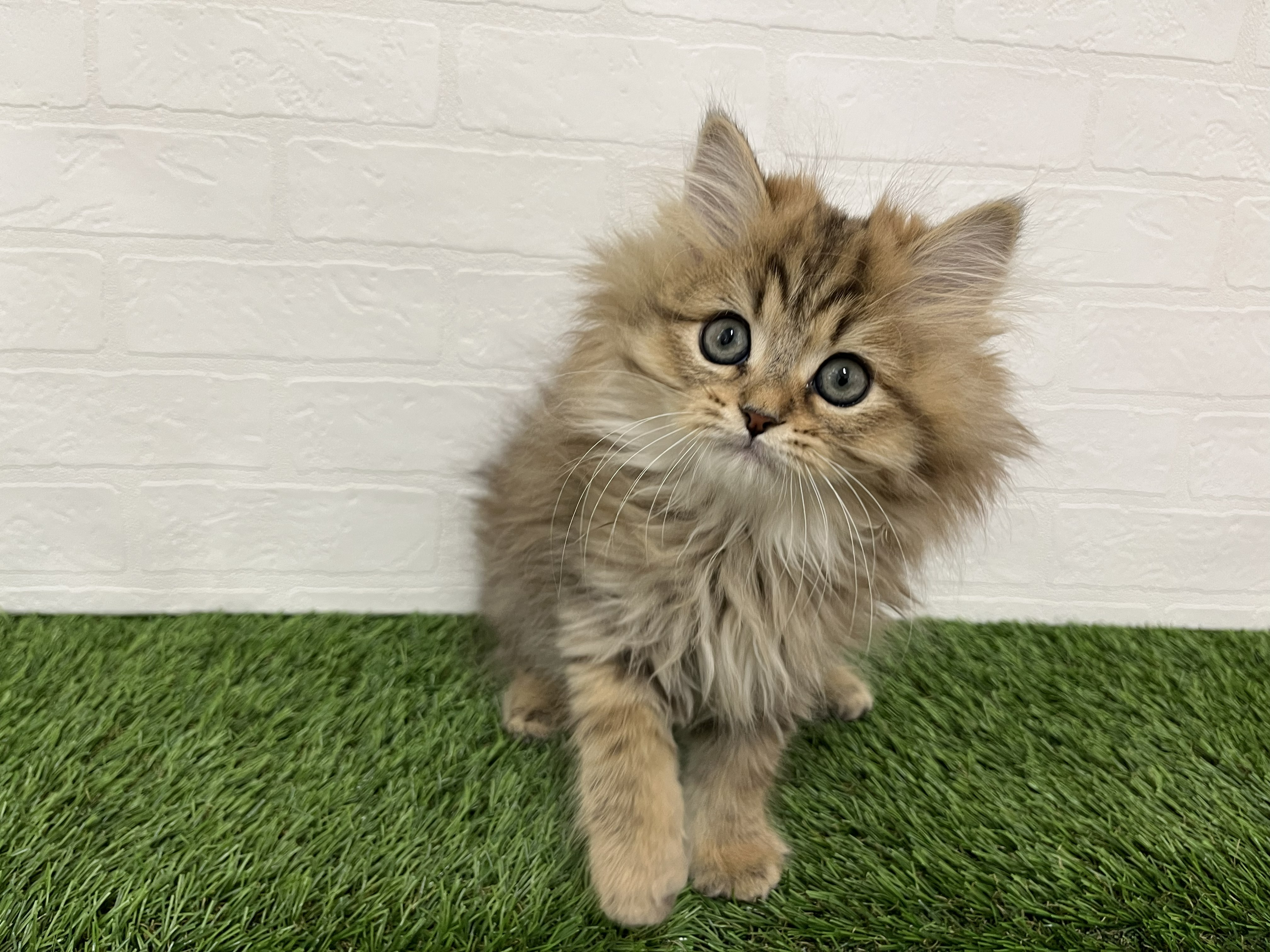 神奈川県のペルシャ (ワンニャンハウス新山下店/2025年11月5日生まれ/男の子/チンチラゴールデン)の子猫の3枚目の画像