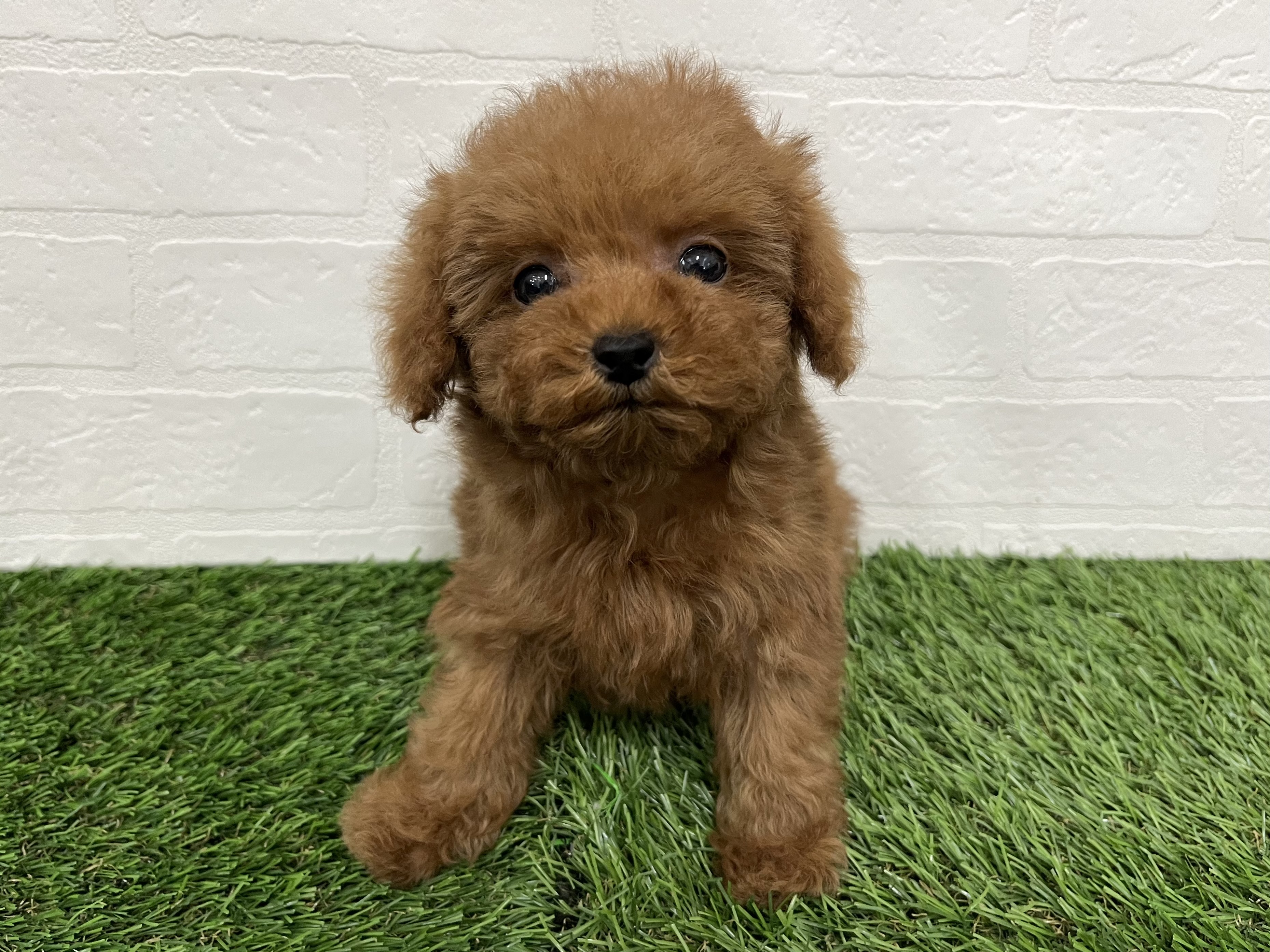 神奈川県のトイプードル(トイ) (ワンニャンハウス新山下店/2025年11月27日生まれ/女の子/レッド)の子犬