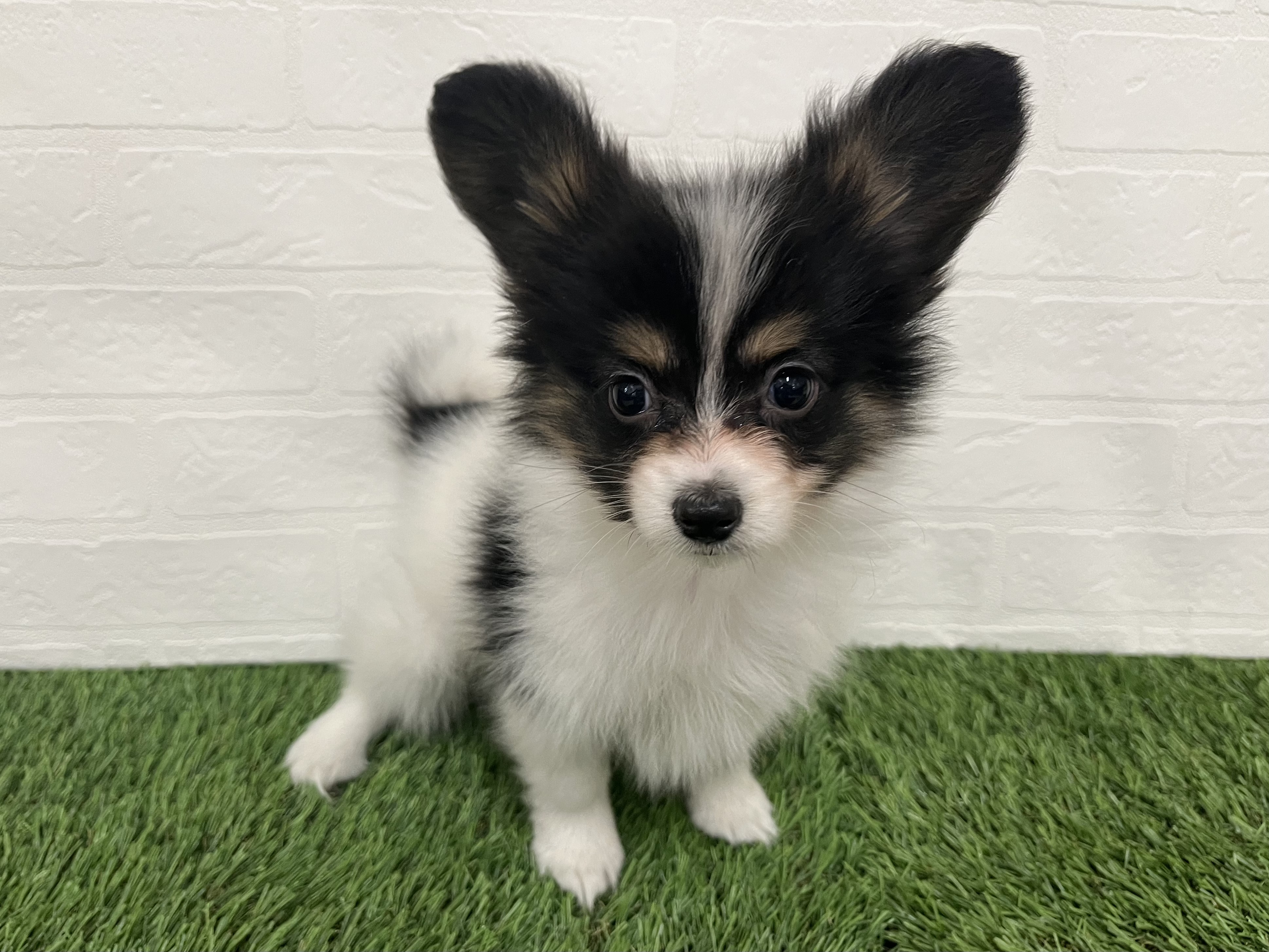神奈川県のパピヨン (ワンニャンハウス新山下店/2025年10月6日生まれ/女の子/トライカラー)の子犬の1枚目の画像