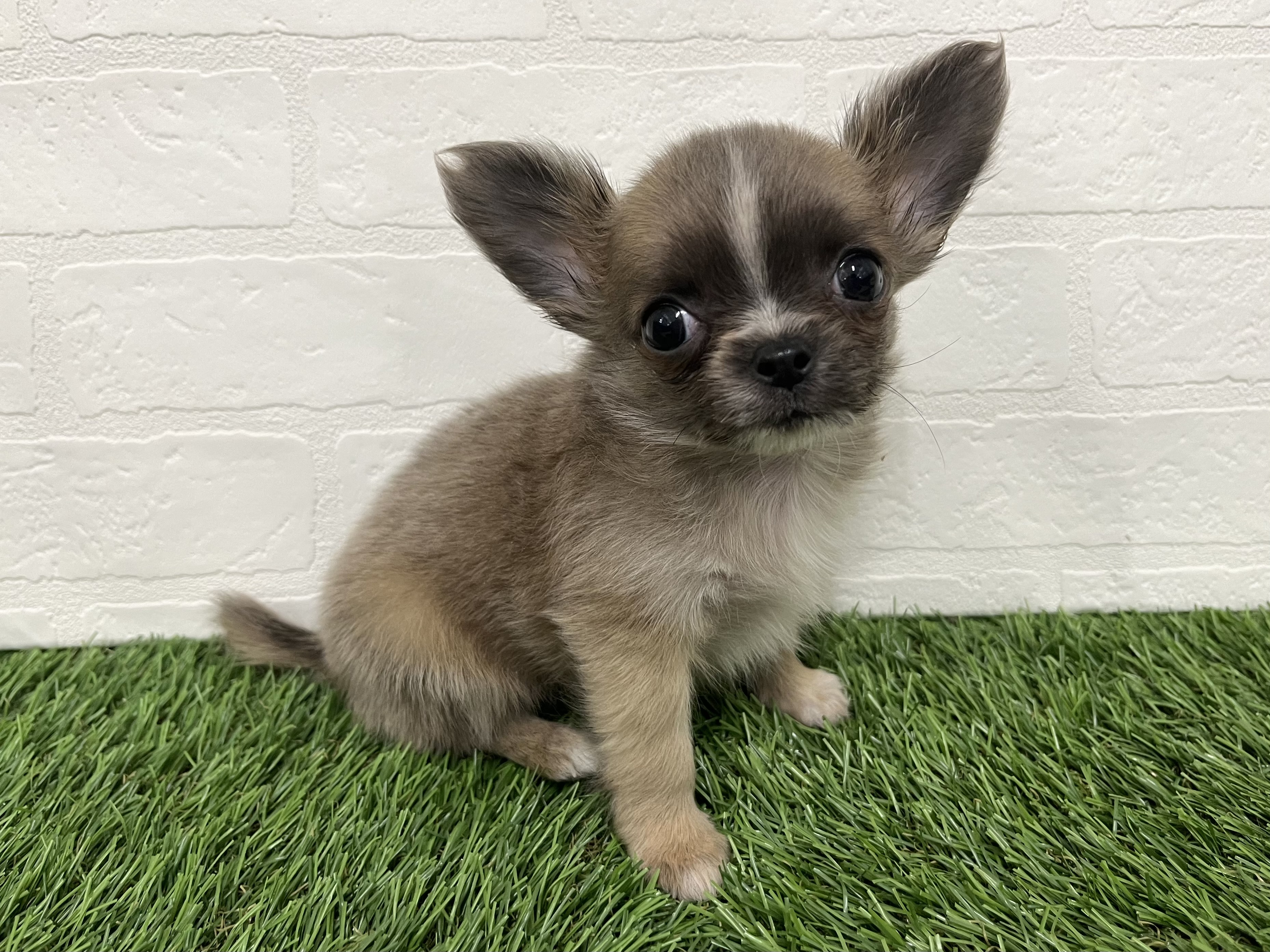 神奈川県のチワワ(ロング) (ワンニャンハウス新山下店/2025年10月4日生まれ/女の子/ブルーフォーンホワイト)の子犬の3枚目の画像