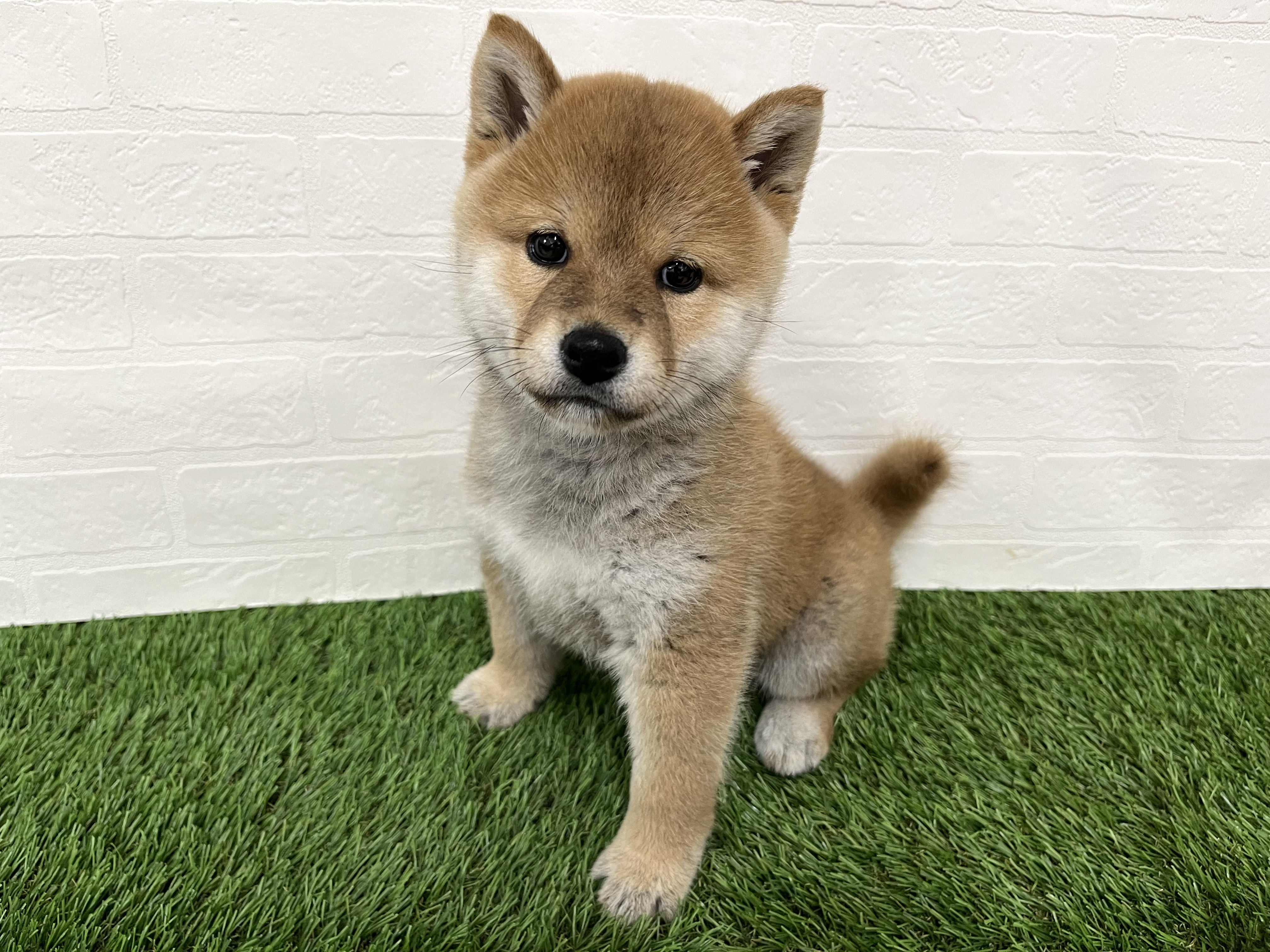 神奈川県の柴犬(標準サイズ) (ワンニャンハウス新山下店/2025年8月25日生まれ/女の子/赤)の子犬の3枚目の画像