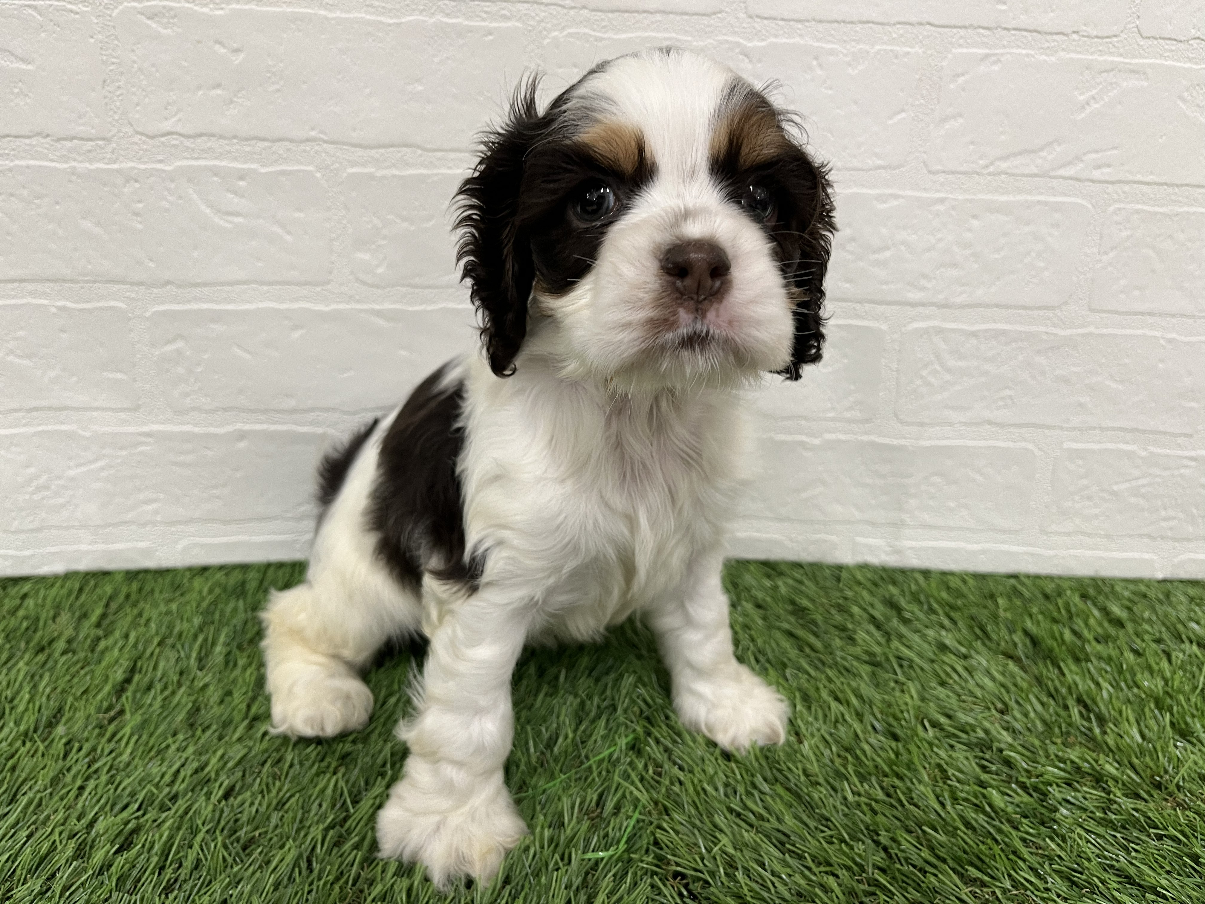 神奈川県のアメリカンコッカースパニエル (ワンニャンハウス新山下店/2026年1月15日生まれ/女の子/ホワイトチョコレートタン)の子犬の3枚目の画像