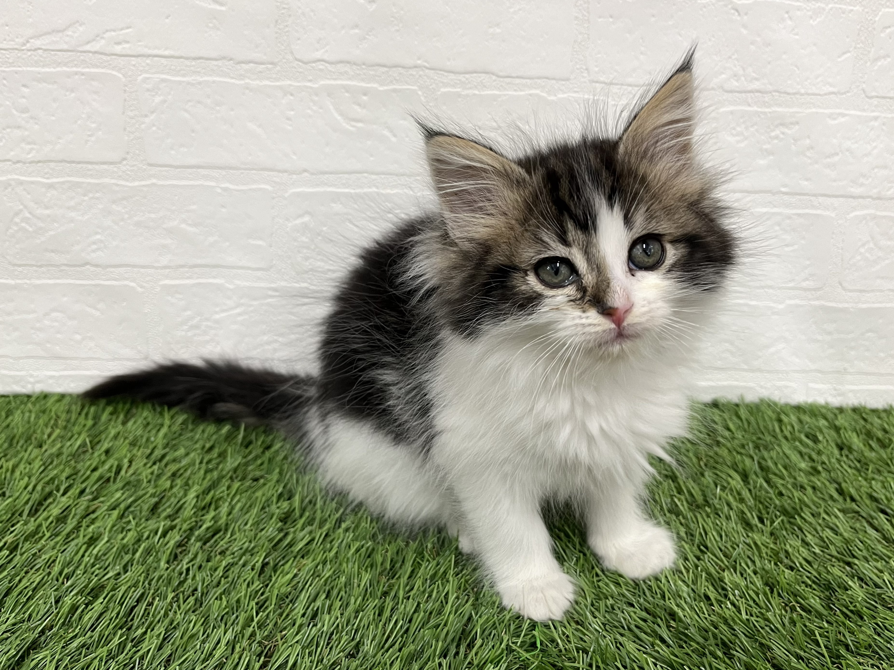 神奈川県のノルウェージャンフォレストキャット (ワンニャンハウス新山下店/2025年11月30日生まれ/女の子/ブラックタビーホワイト)の子猫の3枚目の画像