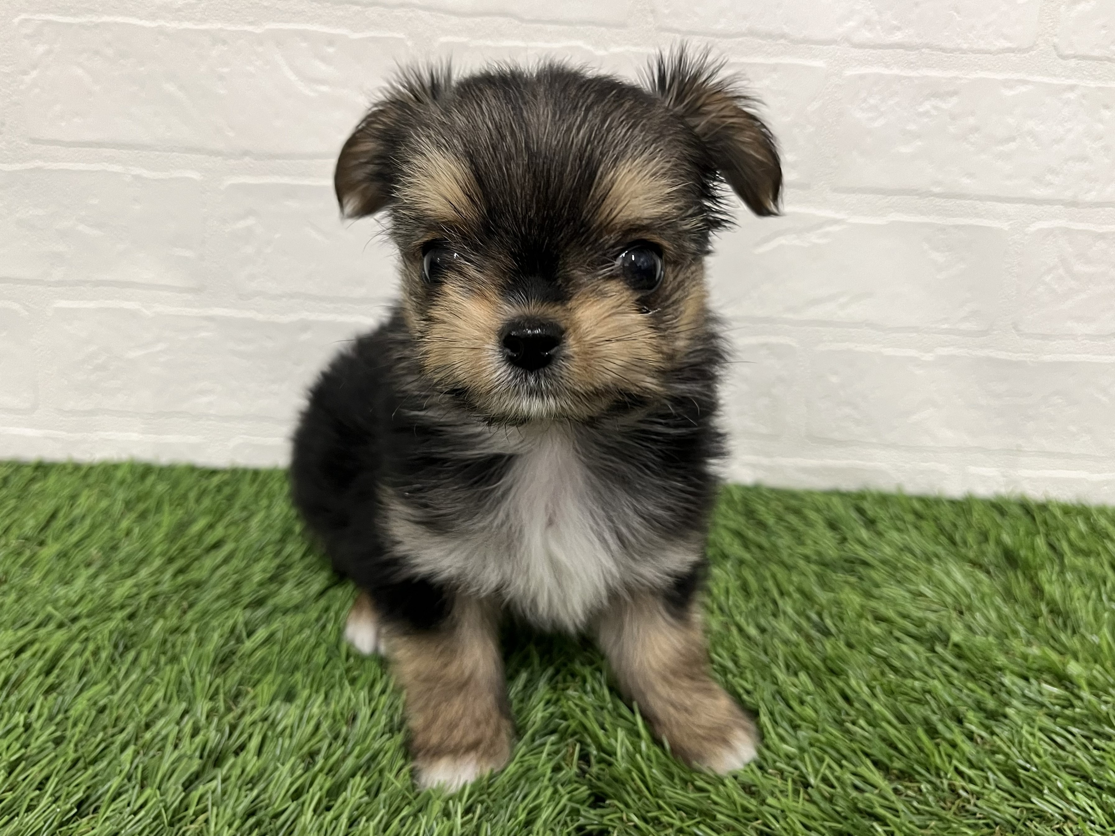 神奈川県のヨーチー/チワキー/チワヨーキー(ヨークシャーテリア×チワワ) (ワンニャンハウス新山下店/2026年1月12日生まれ/女の子/スチールブルータン)の子犬の2枚目の画像