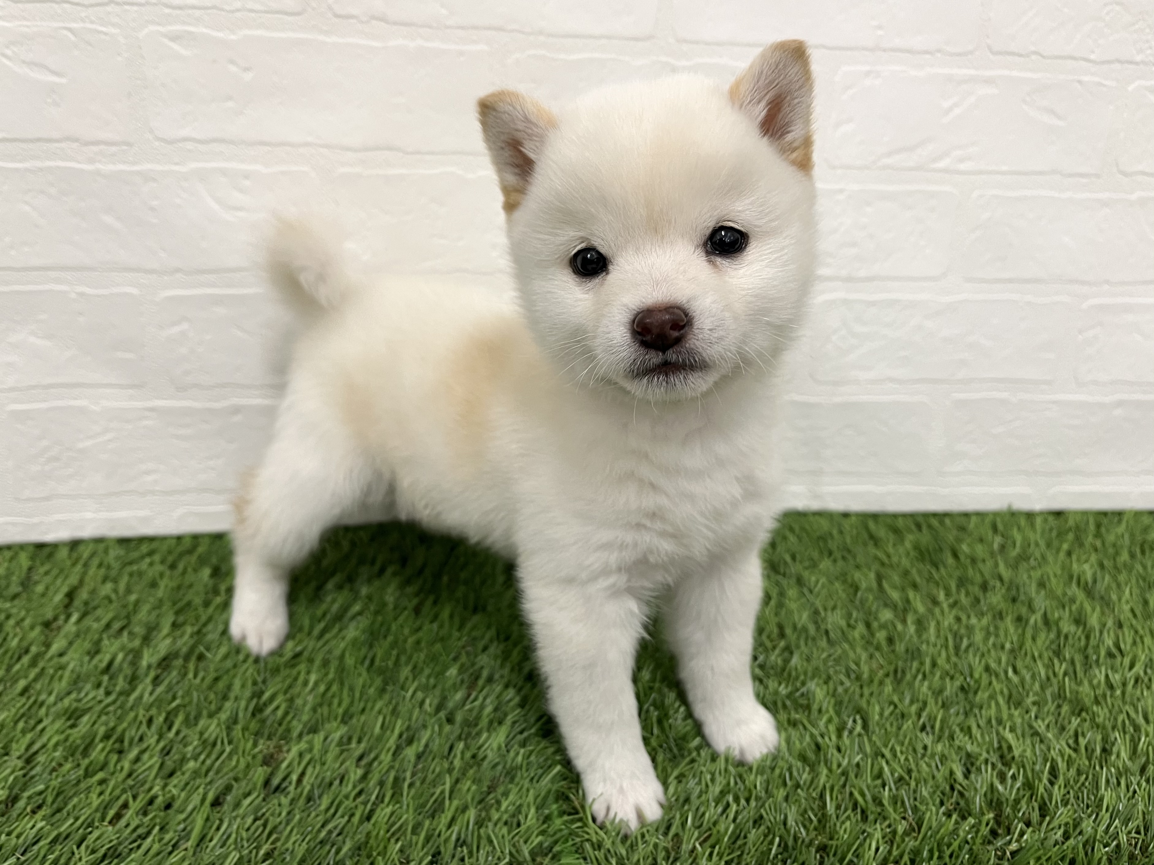 神奈川県の豆柴 (ワンニャンハウス新山下店/2025年10月14日生まれ/女の子/白)の子犬の2枚目の画像