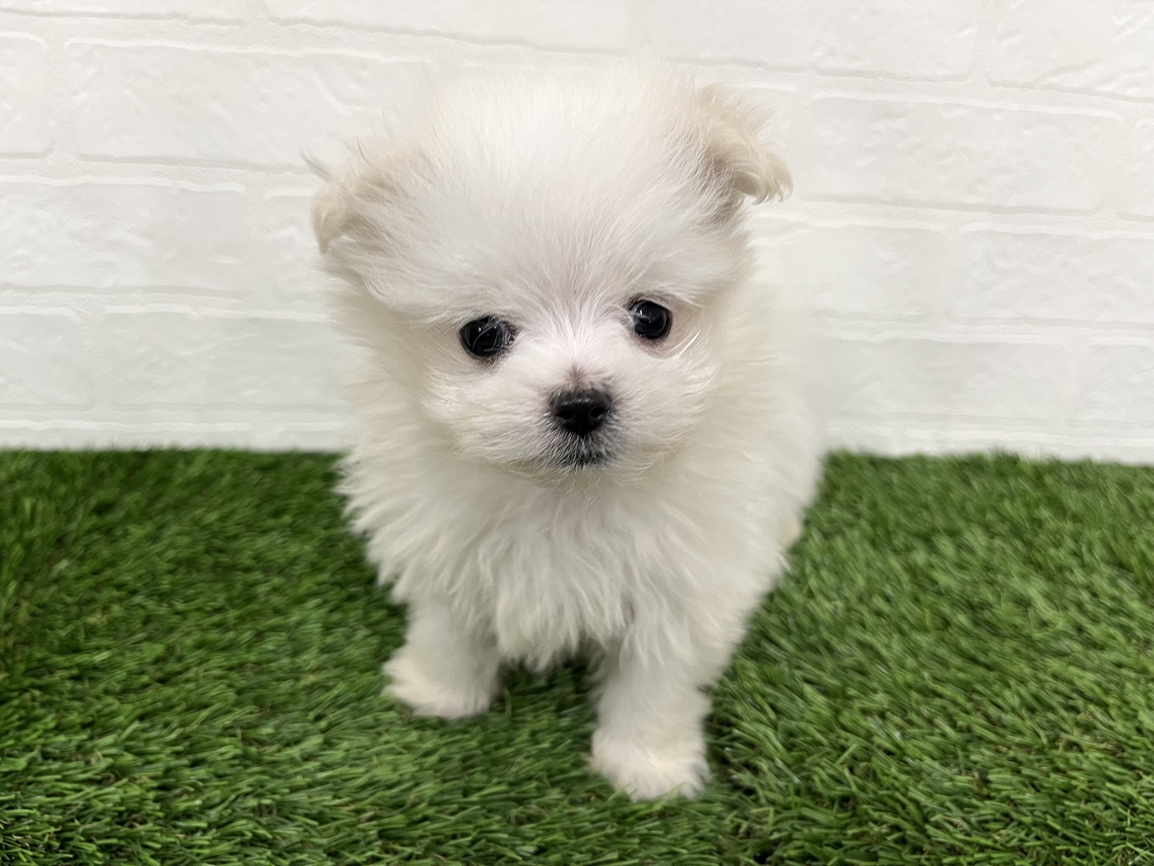 神奈川県のポメマル/マルポメ(ポメラニアン×マルチーズ) (ワンニャンハウス新山下店/2025年11月16日生まれ/男の子/クリーム)の子犬の1枚目の画像