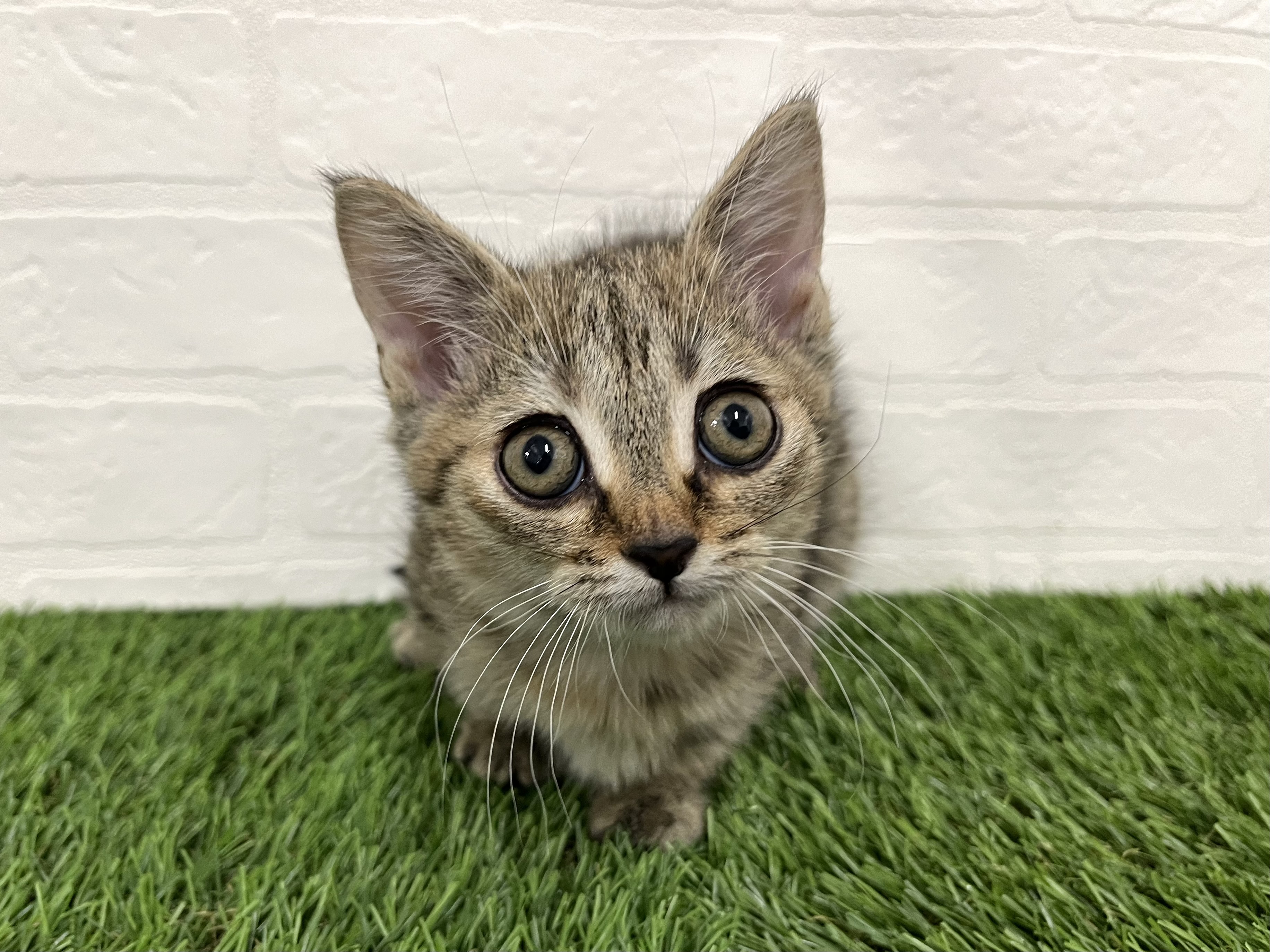 神奈川県のマンチカン (ワンニャンハウス新山下店/2025年9月22日生まれ/女の子/ブラウンタビー)の子猫の1枚目の画像