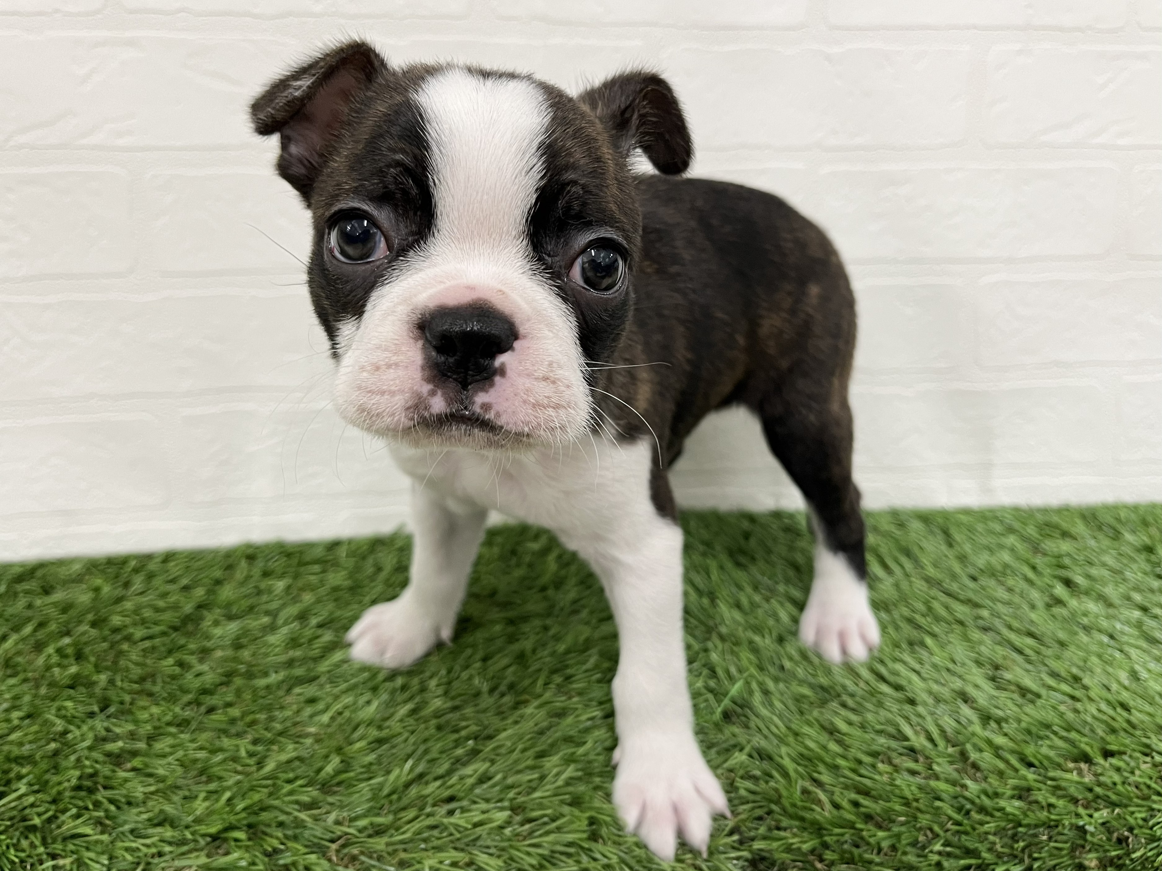 神奈川県のボストンテリア (ワンニャンハウス新山下店/2026年1月30日生まれ/女の子/ボストンカラー)の子犬の3枚目の画像