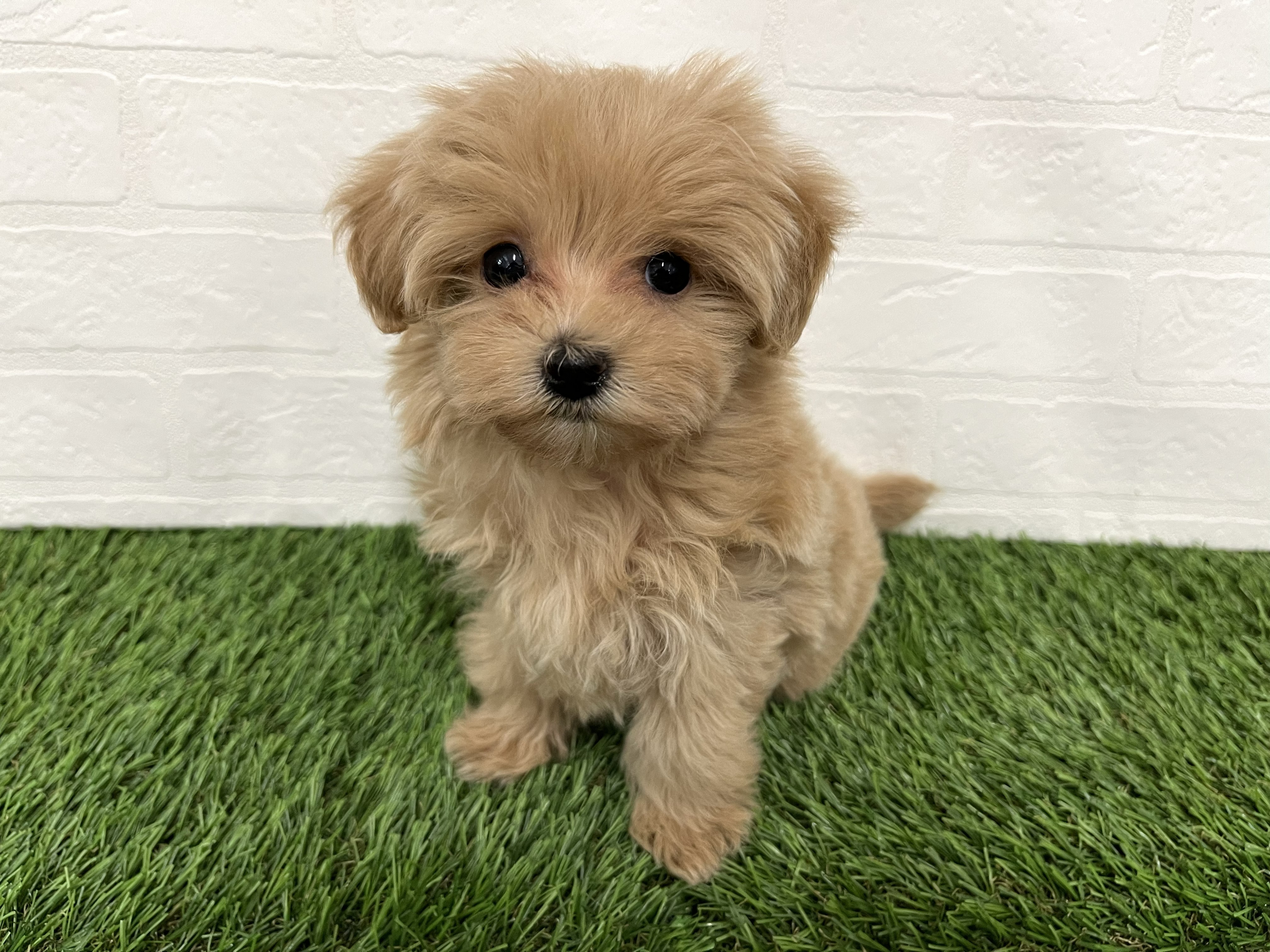 神奈川県のマルプー(マルチーズ×プードル) (ワンニャンハウス新山下店/2025年12月23日生まれ/女の子/アプリコット)の子犬の3枚目の画像