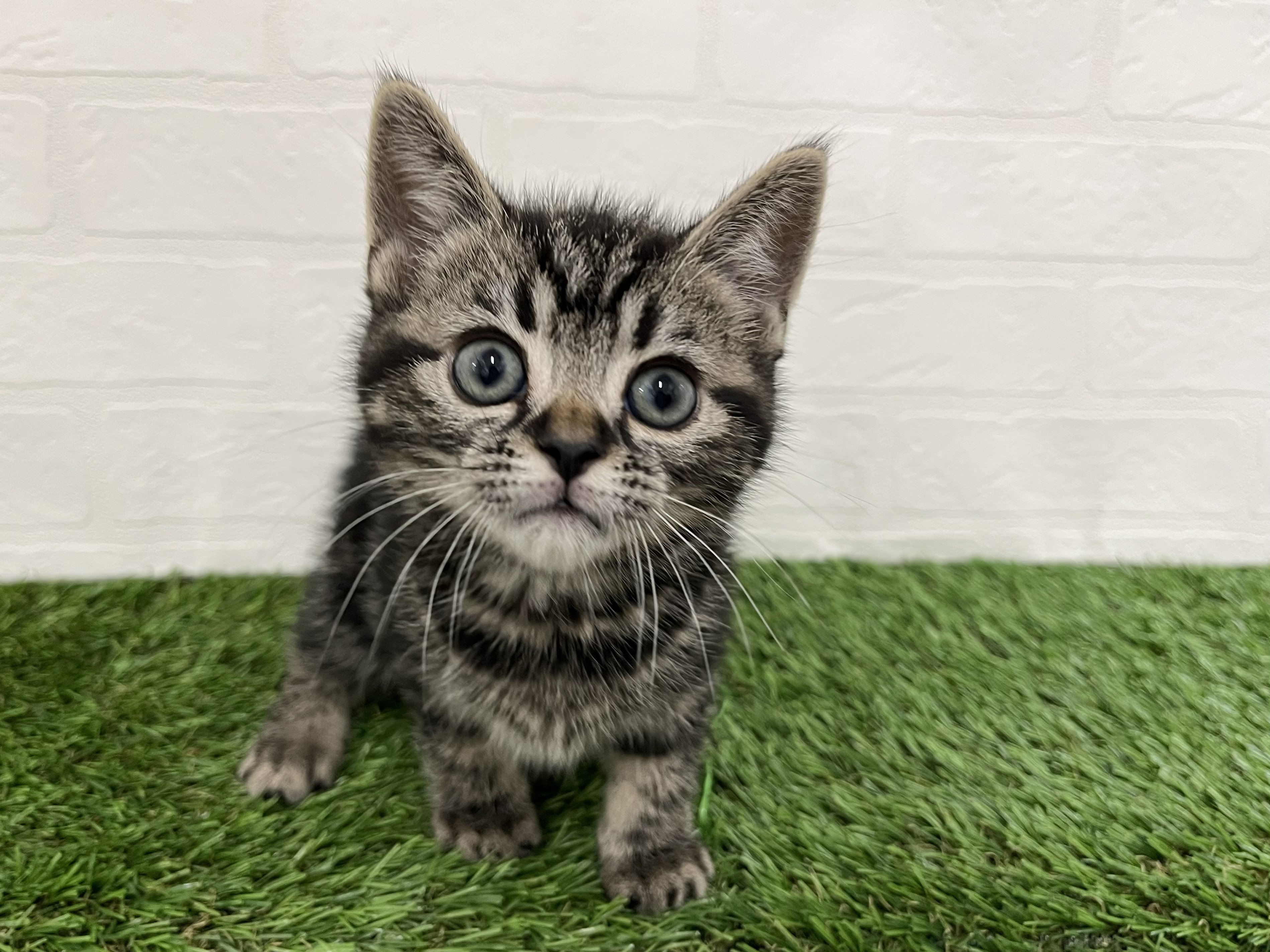神奈川県のアメリカンショートヘアー (ワンニャンハウス新山下店/2026年2月2日生まれ/男の子/ブラウンタビー)の子猫の2枚目の画像