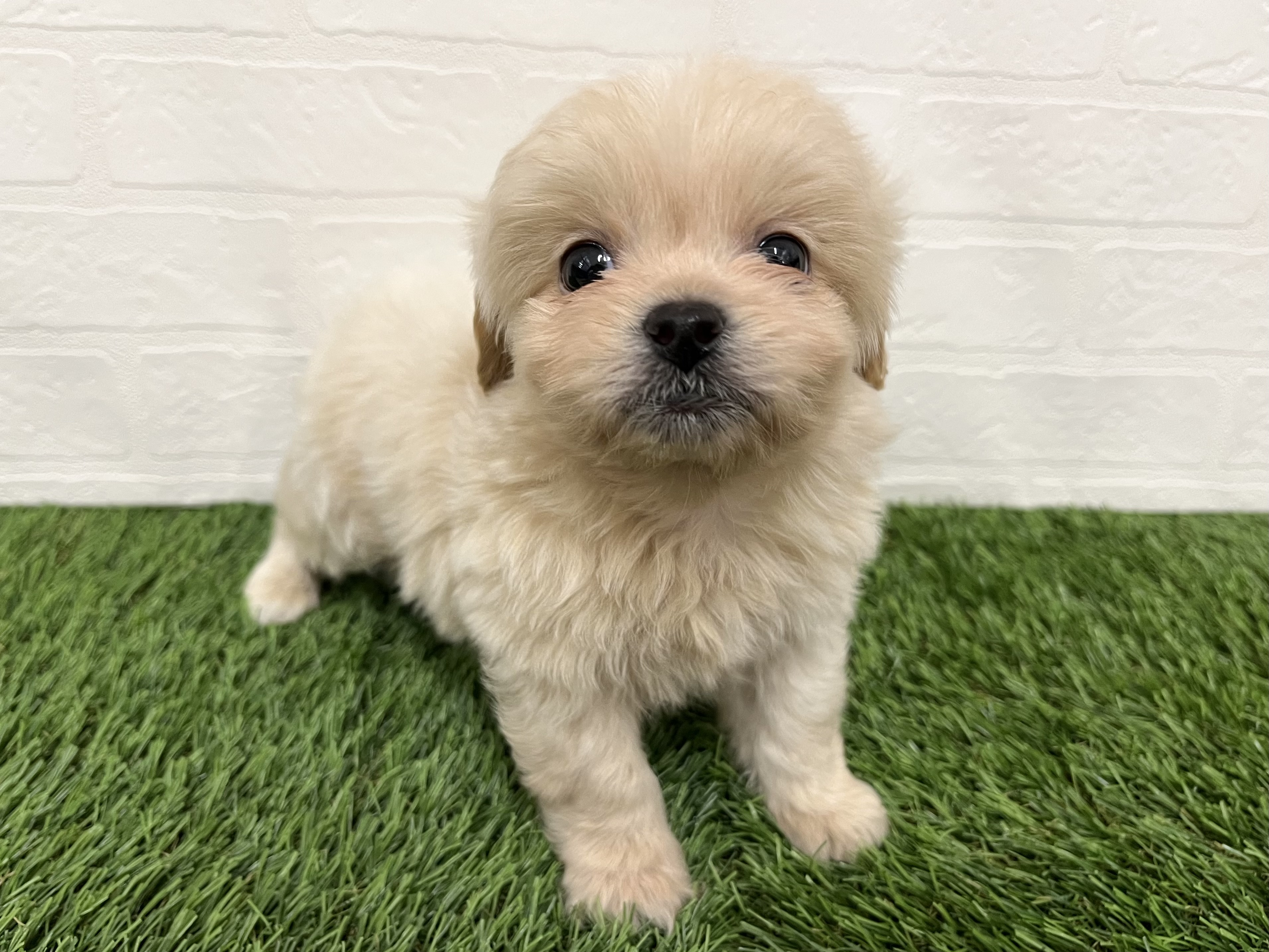 神奈川県のペキプー(ペキニーズ×プードル) (ワンニャンハウス新山下店/2025年9月29日生まれ/男の子/クリーム)の子犬の3枚目の画像