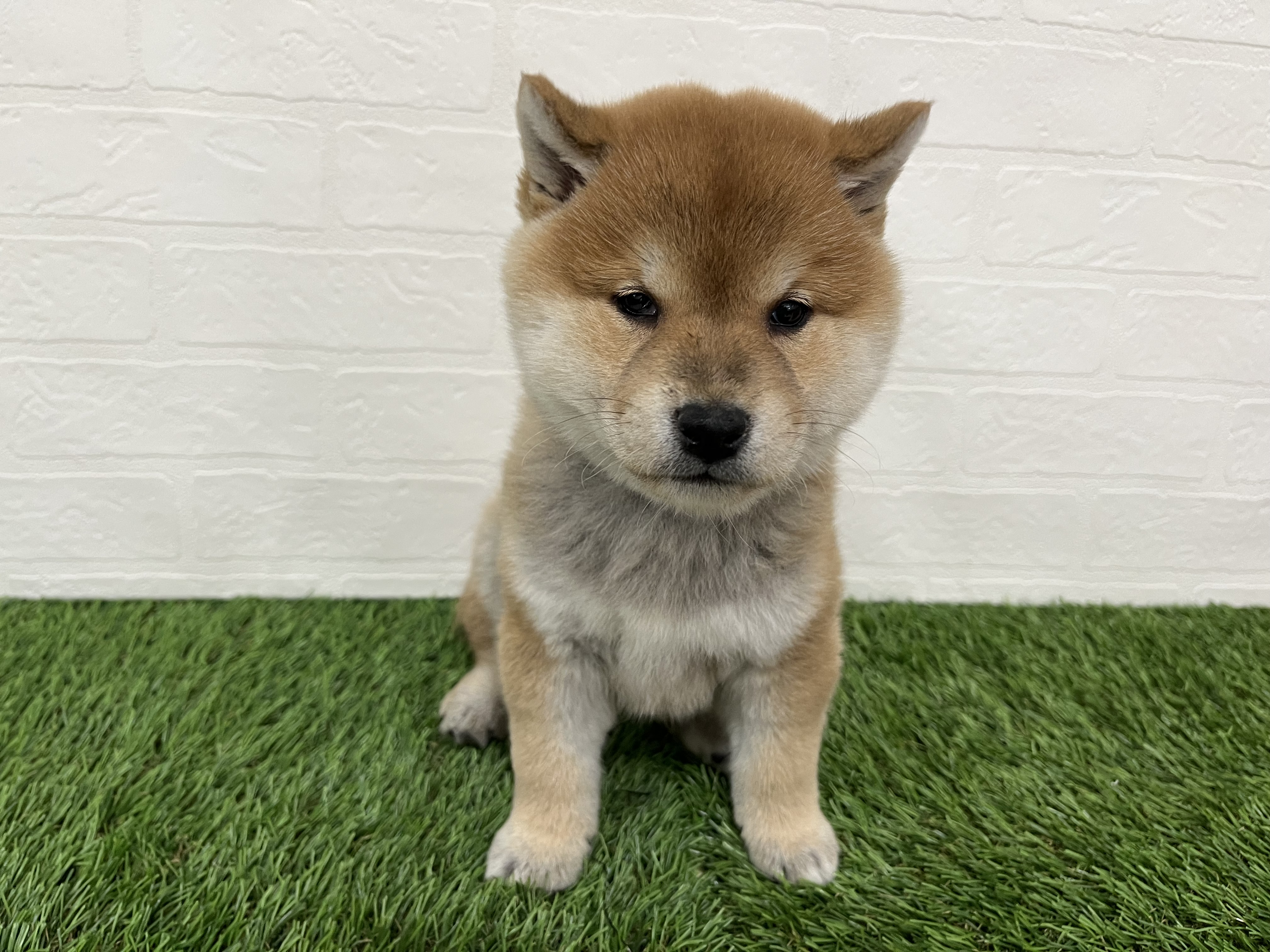 神奈川県の柴犬(標準サイズ) (ワンニャンハウス新山下店/2025年11月1日生まれ/男の子/赤)の子犬の1枚目の画像