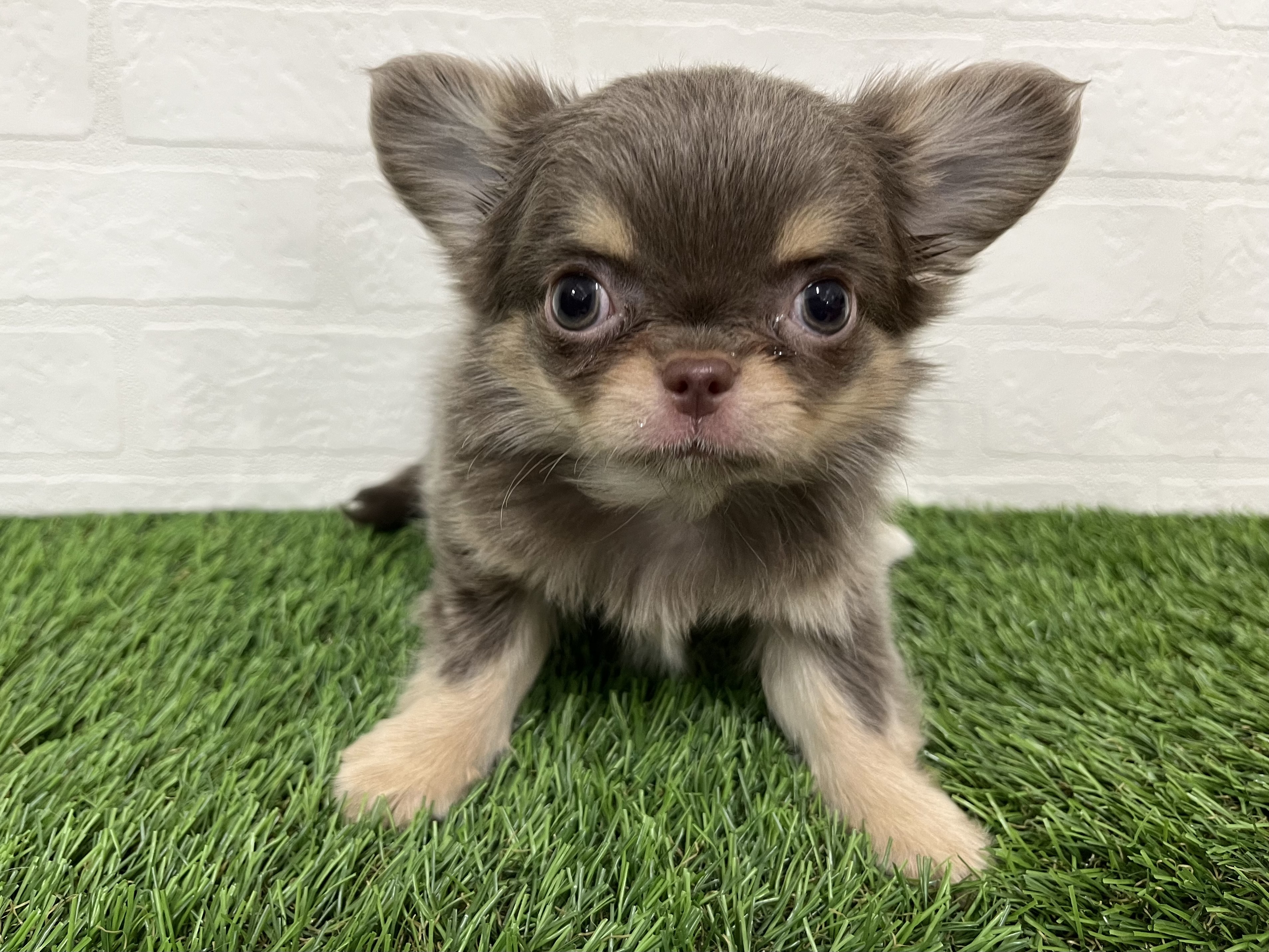 神奈川県のチワワ(ロング) (ワンニャンハウス新山下店/2025年11月4日生まれ/男の子/イザベラタン)の子犬の1枚目の画像
